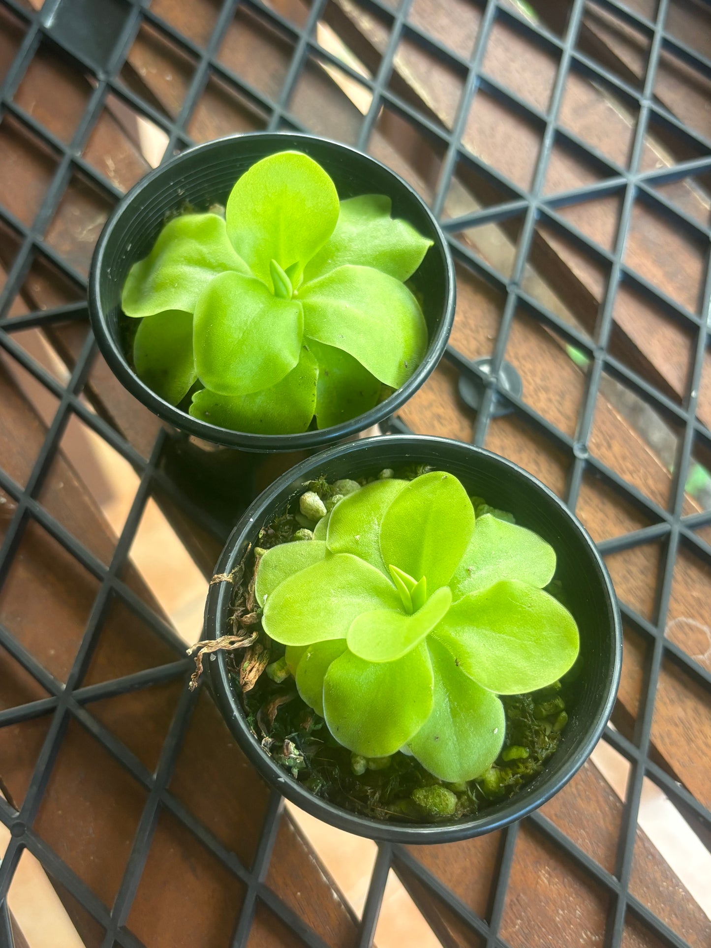 Pinguicula Tina