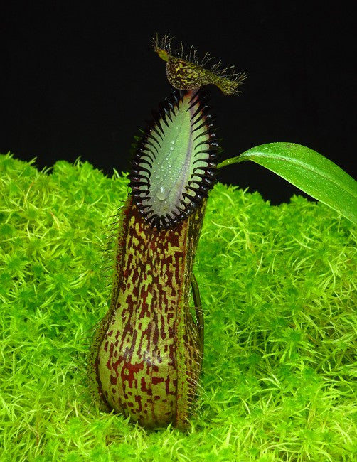 Nepenthes hamata BE-3380