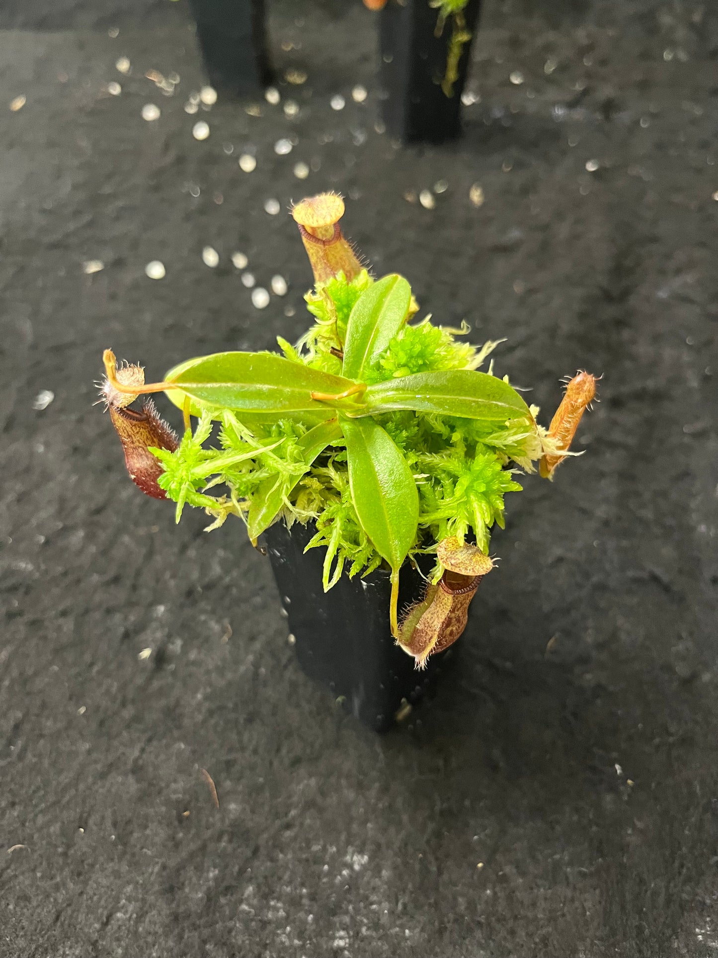 Nepenthes hamata x (lowii x tentaculata) BE-4526