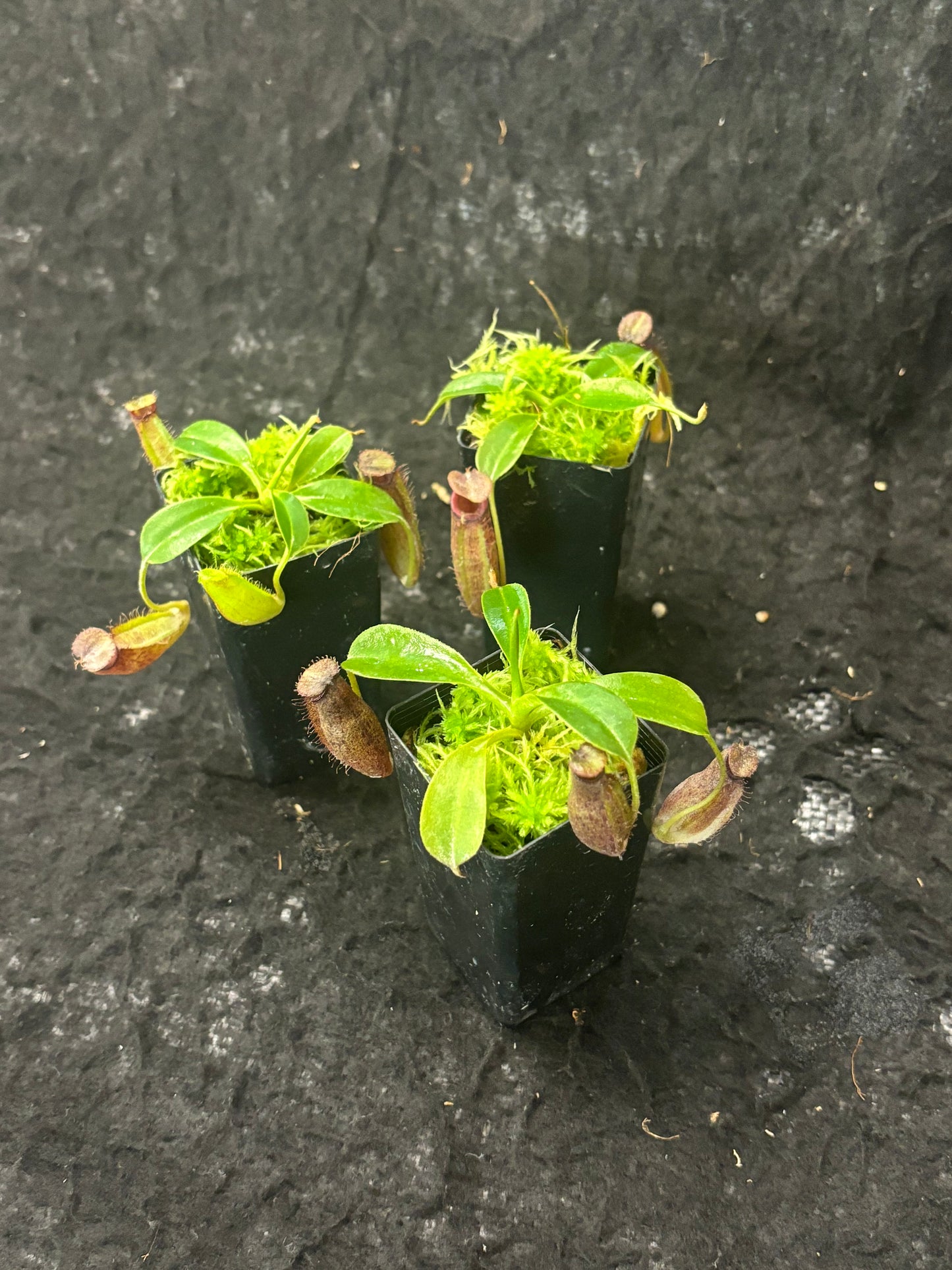 Nepenthes robcantleyi x aristolochioides BE-4036