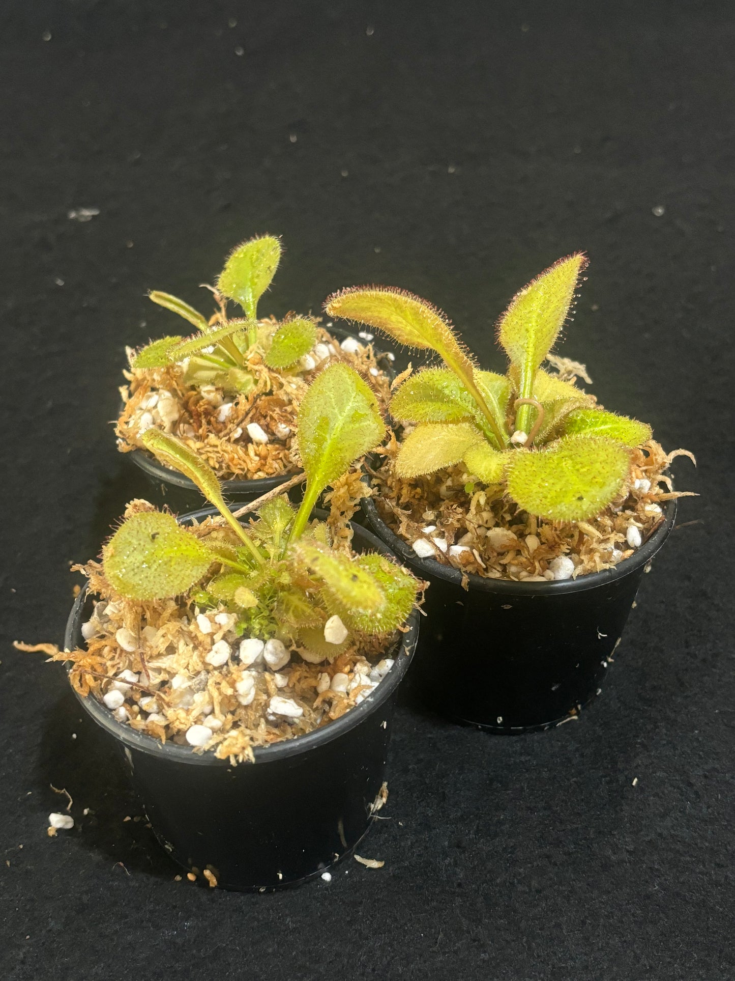 Drosera prolifera x schizandra 'Andromeda'
