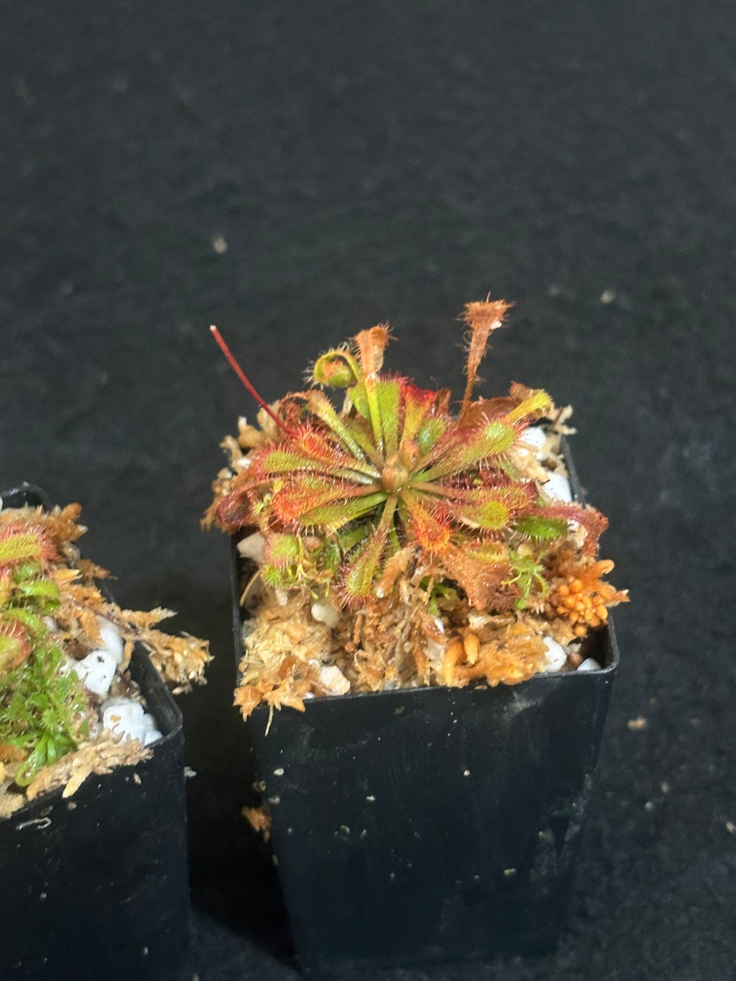 Drosera spatulata x ultramafica