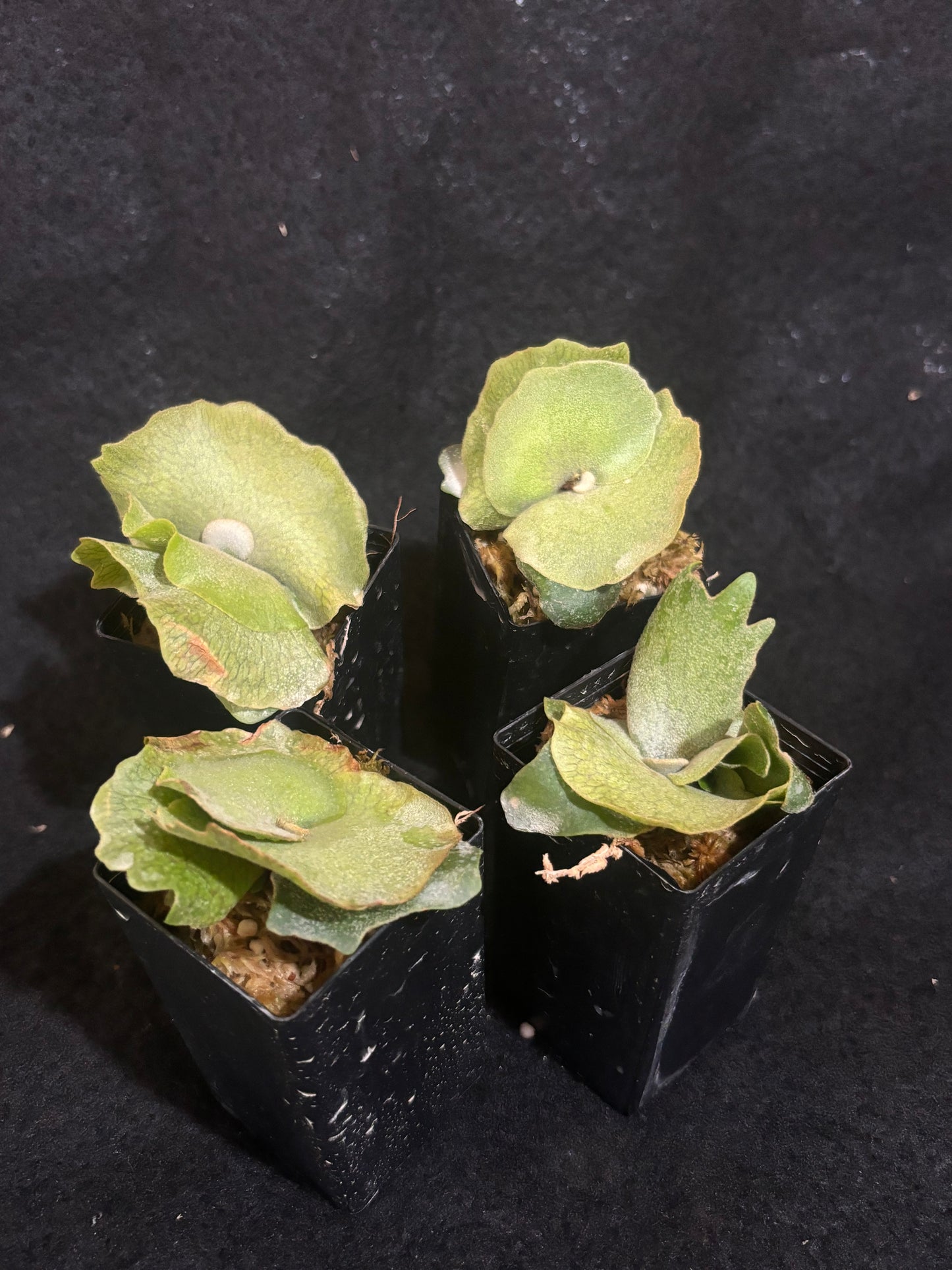 Platycerium willinckii ‘Bacteria’