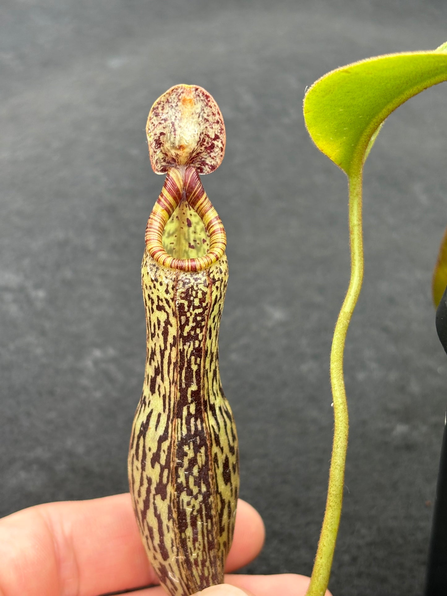 Nepenthes vogelii Seed-grown