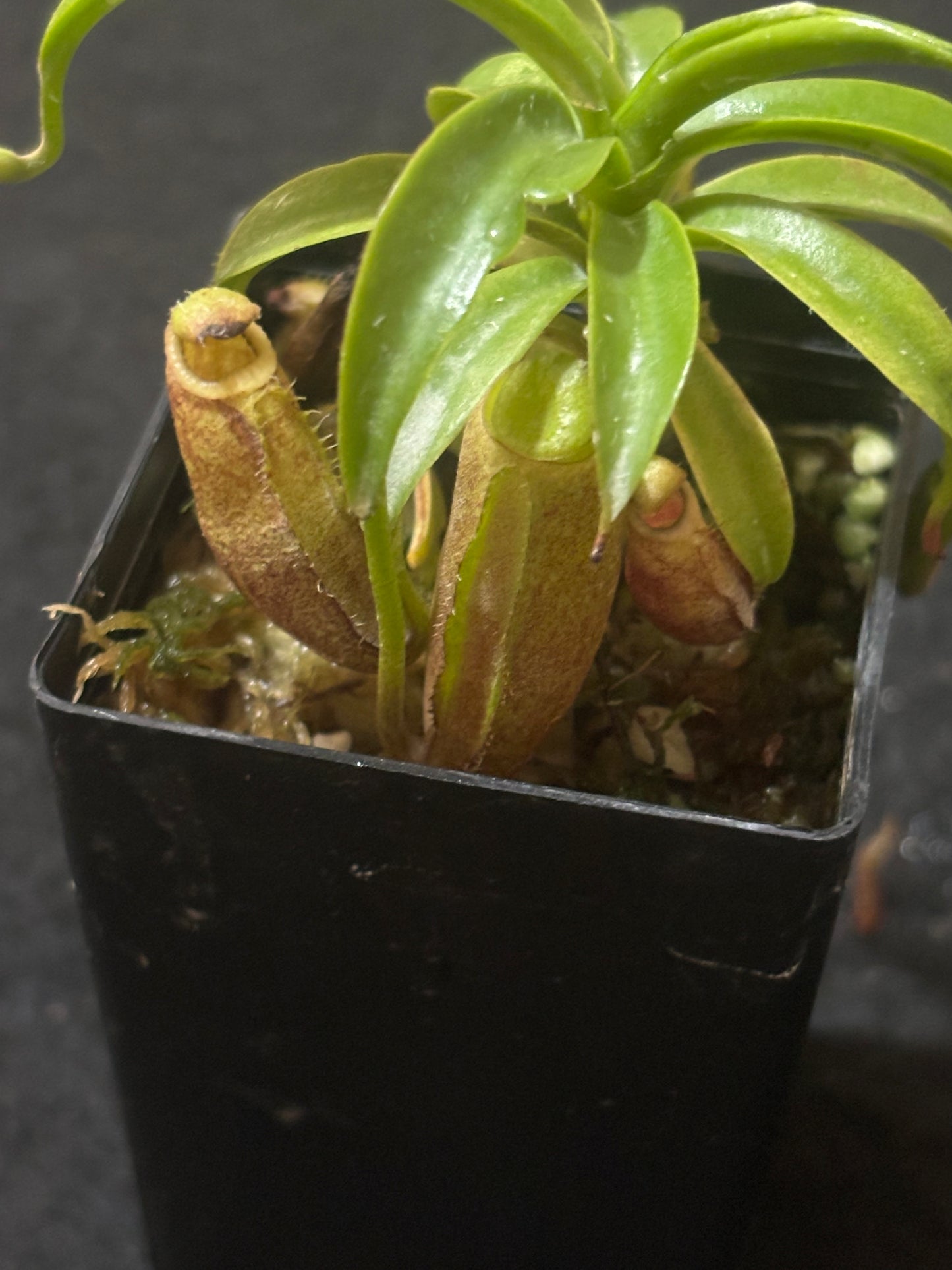 Nepenthes diatas