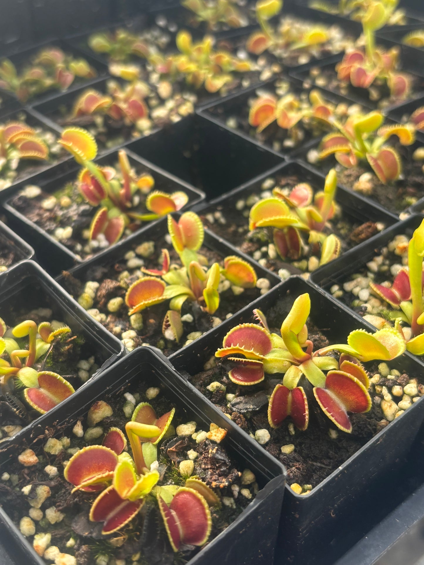 Dionaea muscipula 024