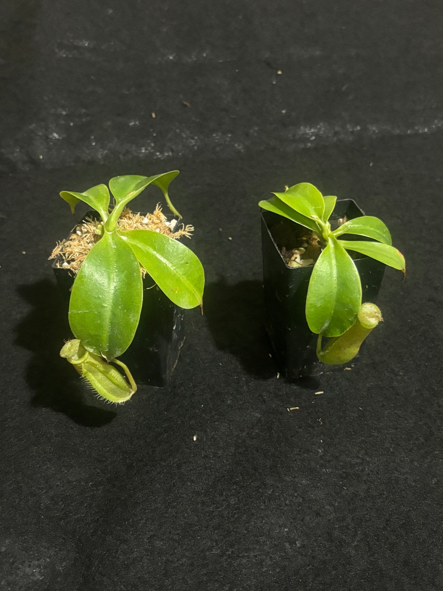 Nepenthes robcantleyi x merrlliana BE-4628