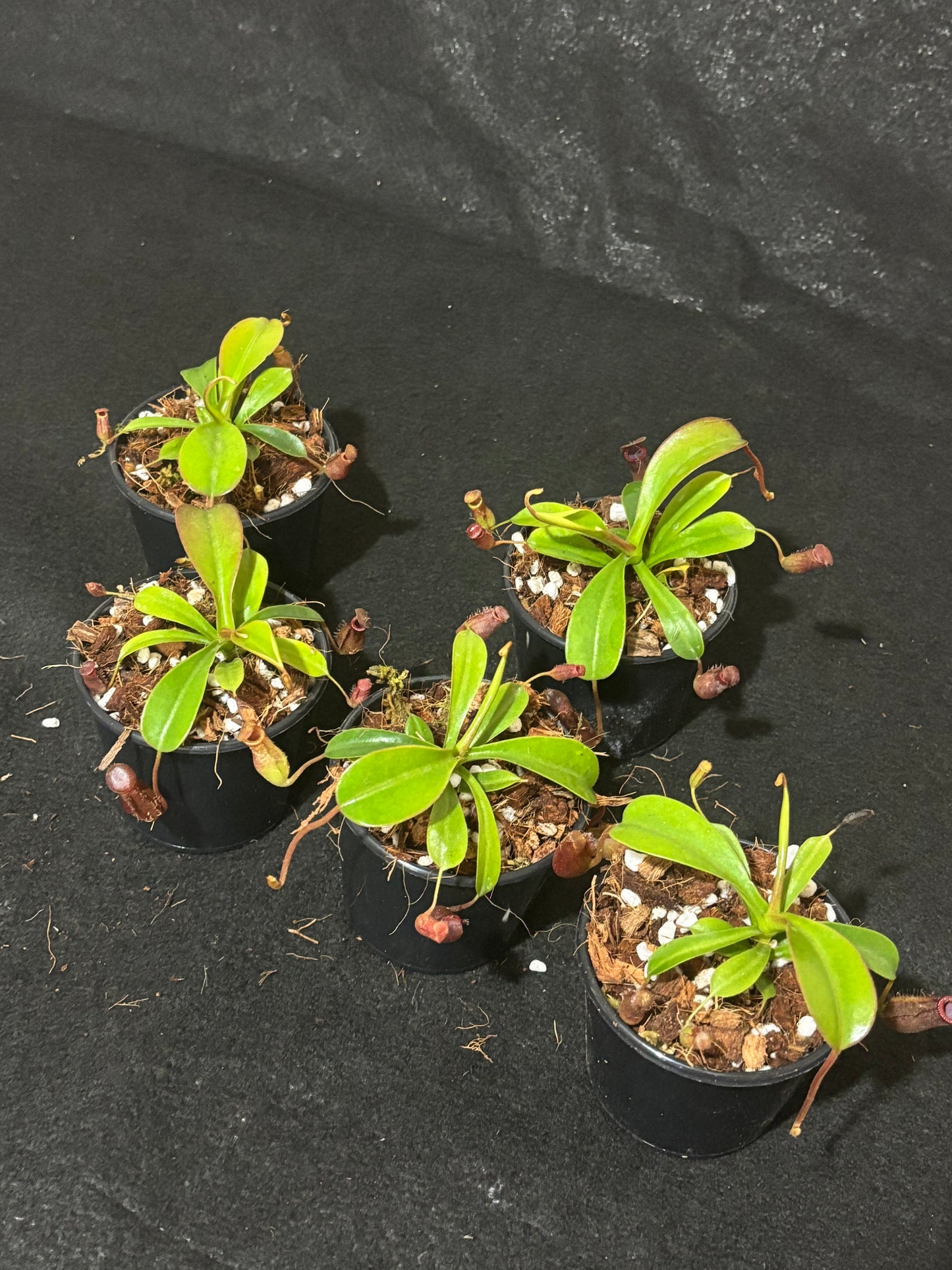 Nepenthes lowii x ventricosa