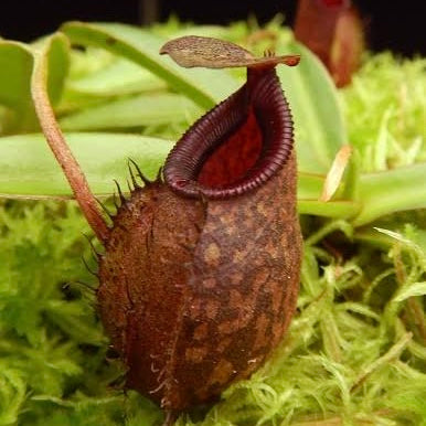 Nepenthes densiflora x aristolochioides BE-4076