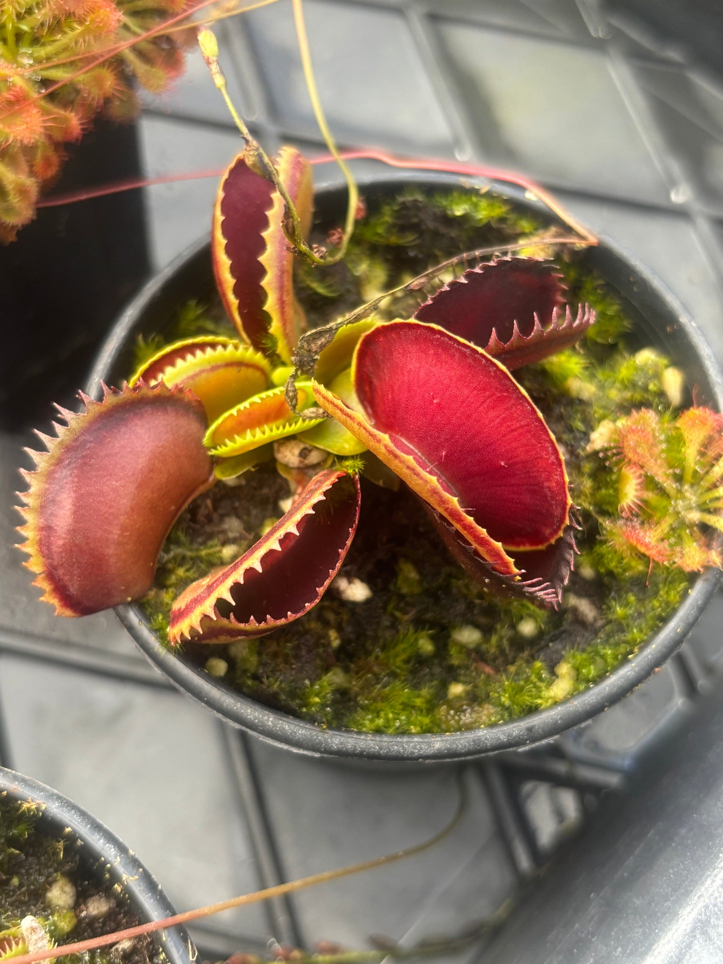 Dionaea muscipula unlabelled
