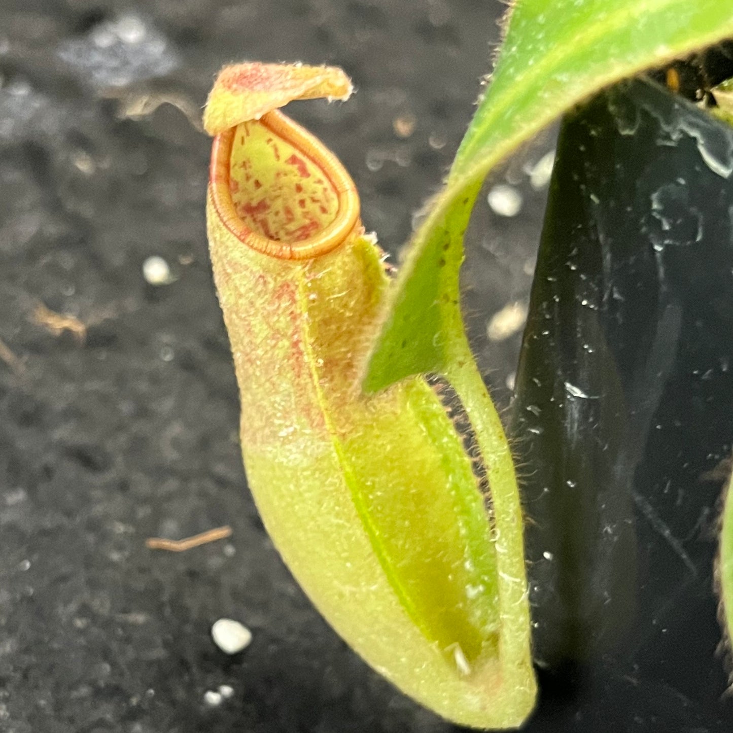 Nepenthes (glandulifera x veitchii) x veitchii SG