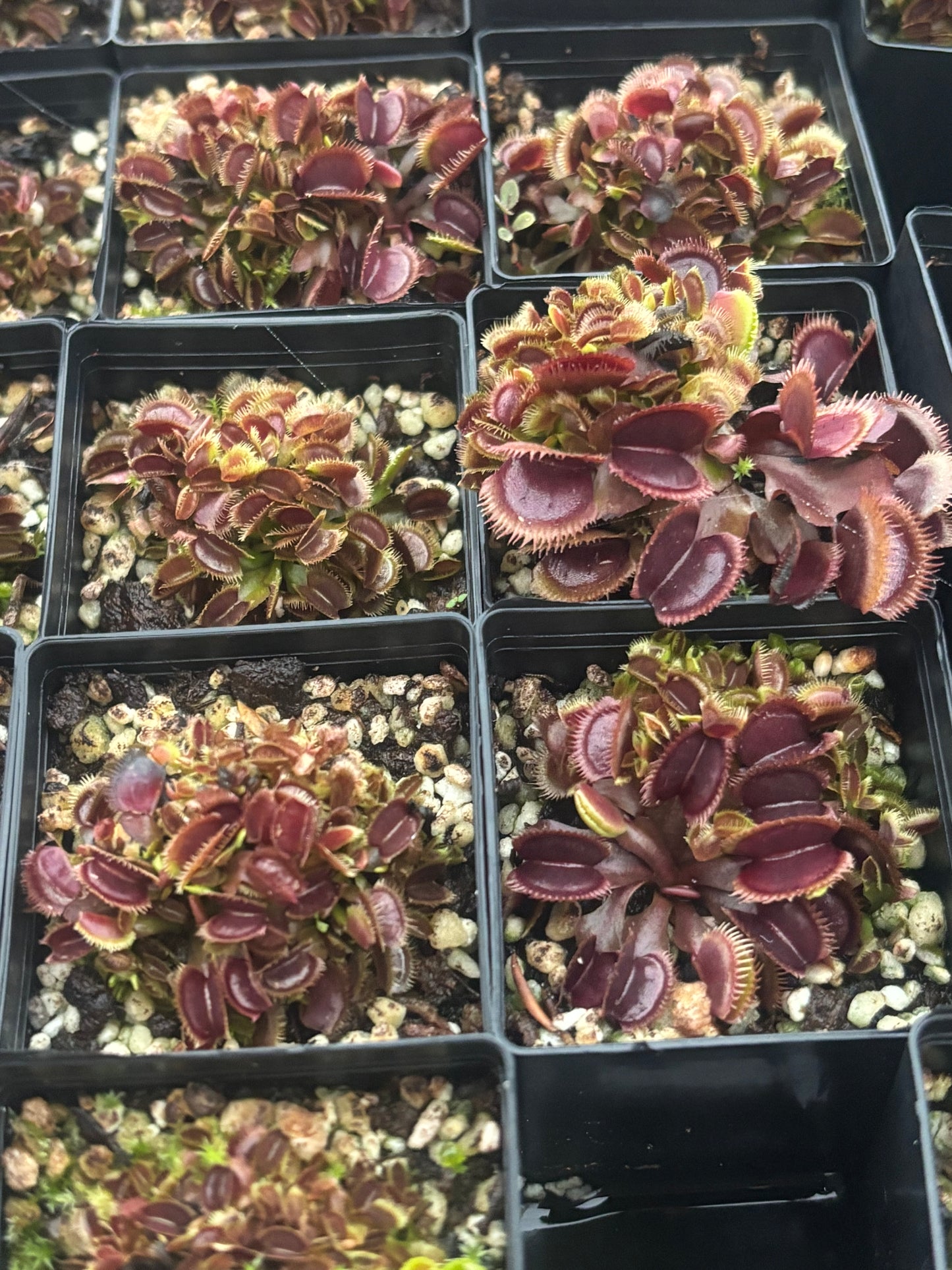 Dionaea muscipula "Amteborus"