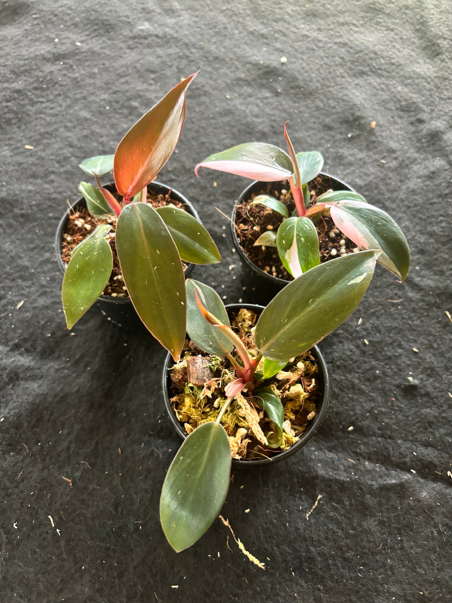 Philodendron pink princess