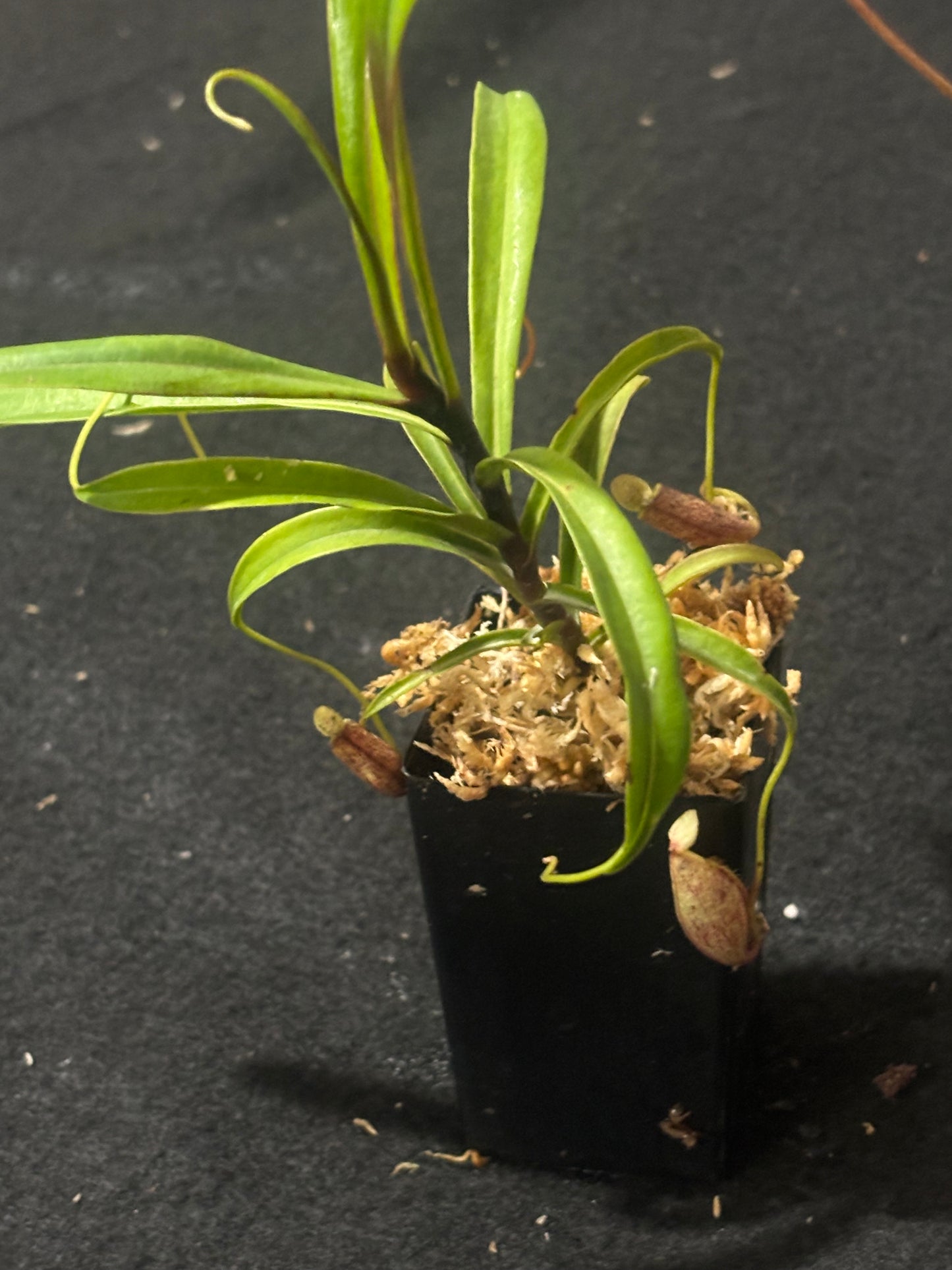 Nepenthes glabrata