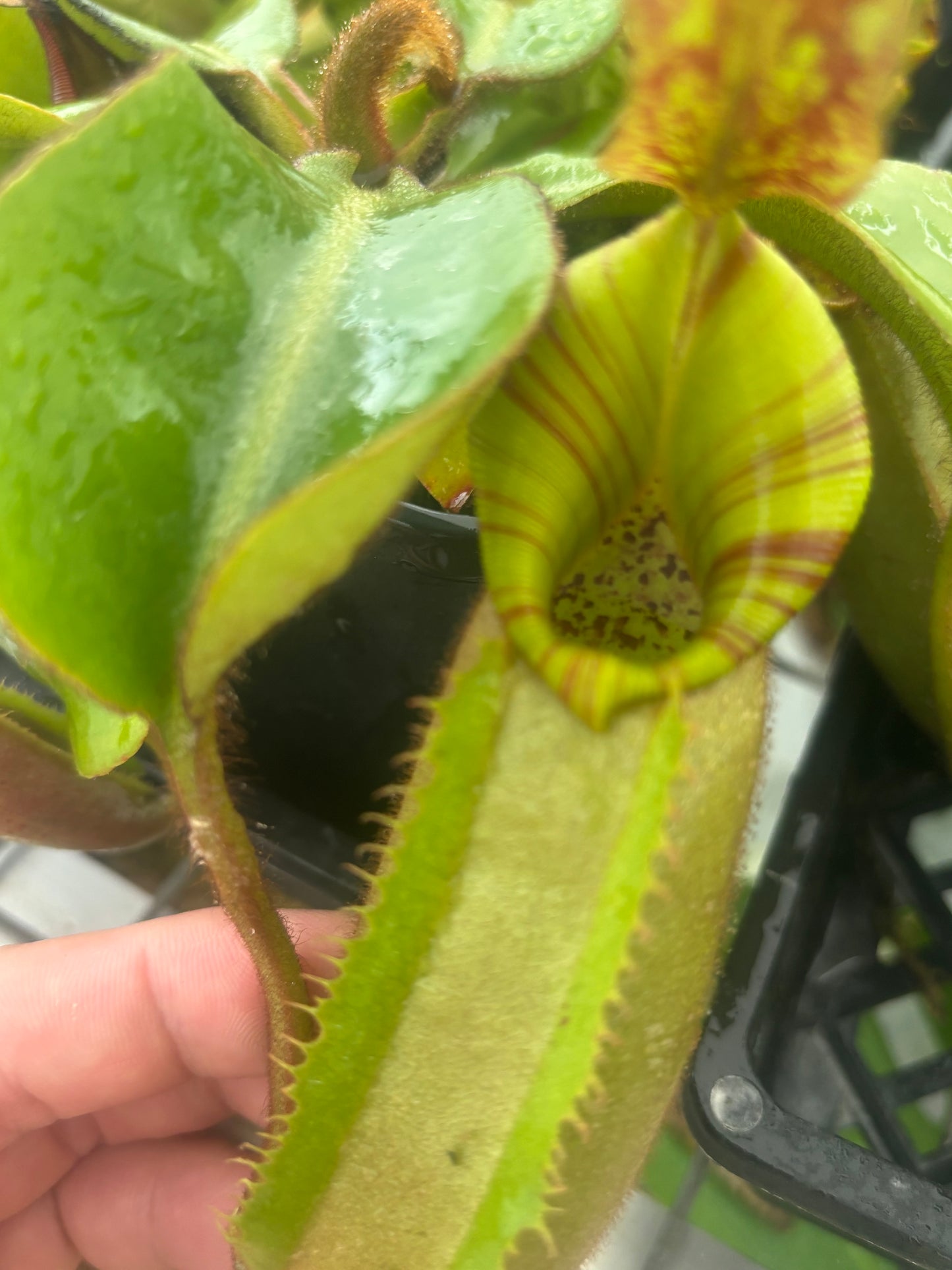 Nepenthes veitchii (Stirped peristome)