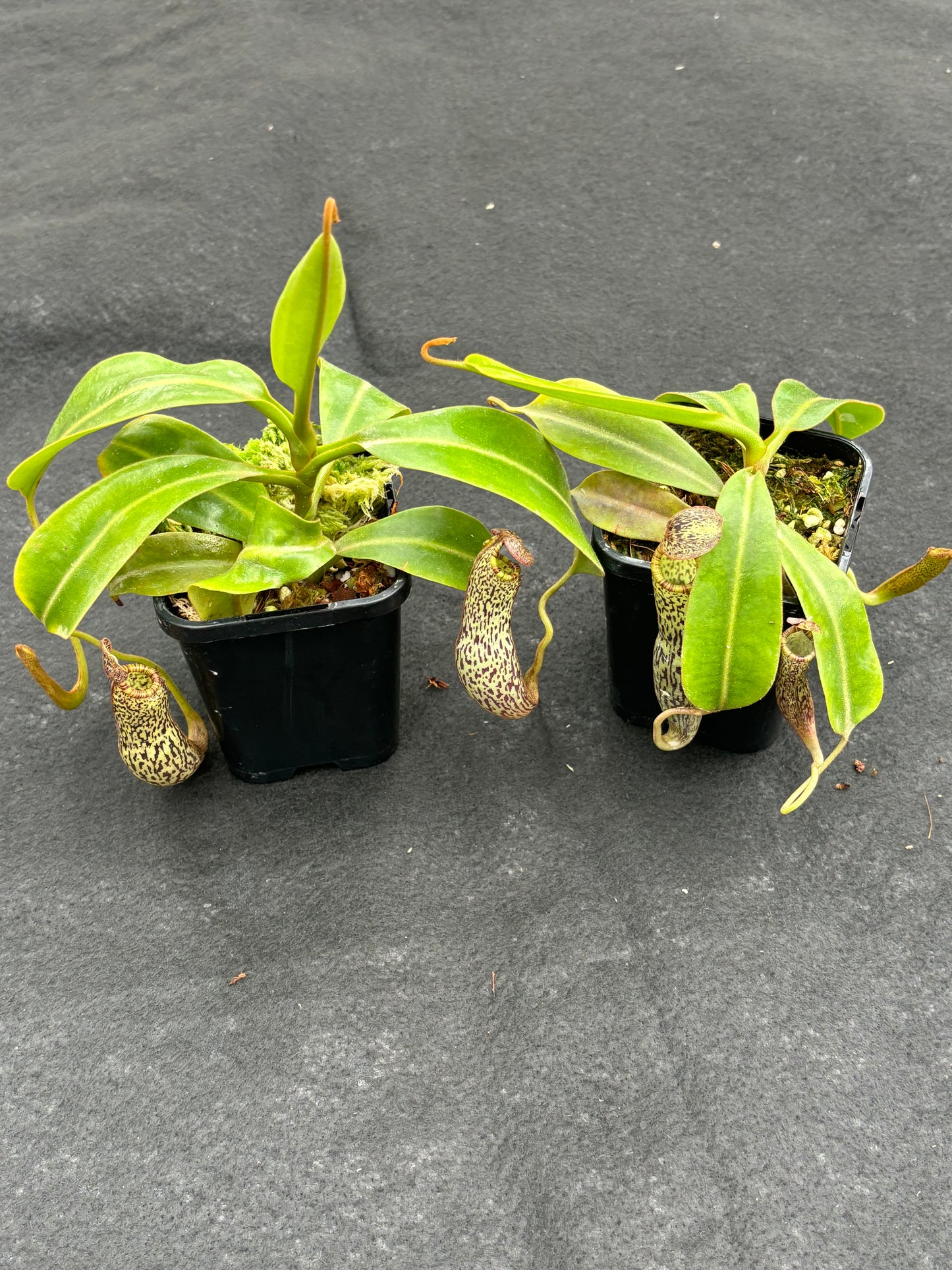 Nepenthes vogelii Seed-grown