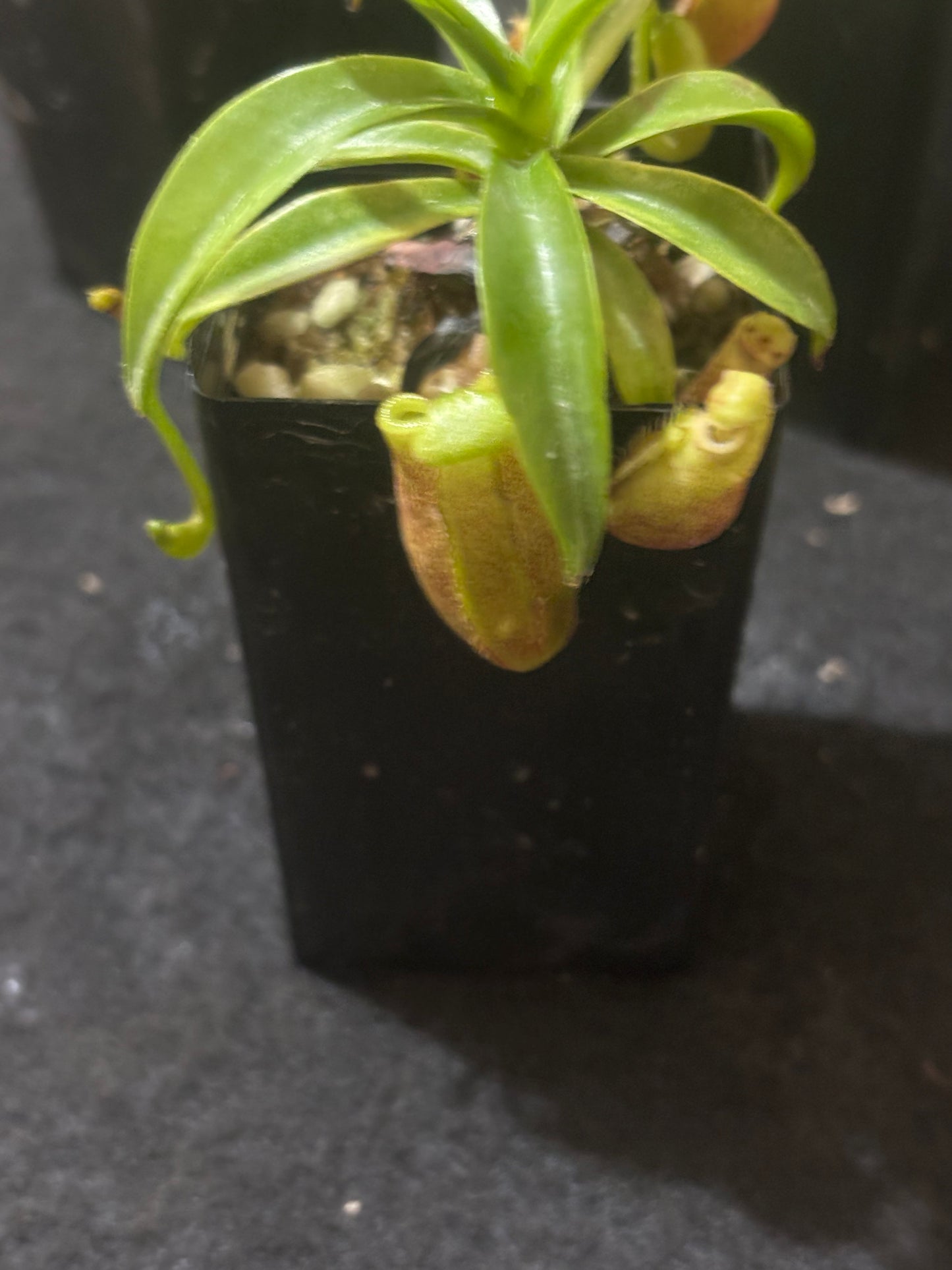 Nepenthes diatas