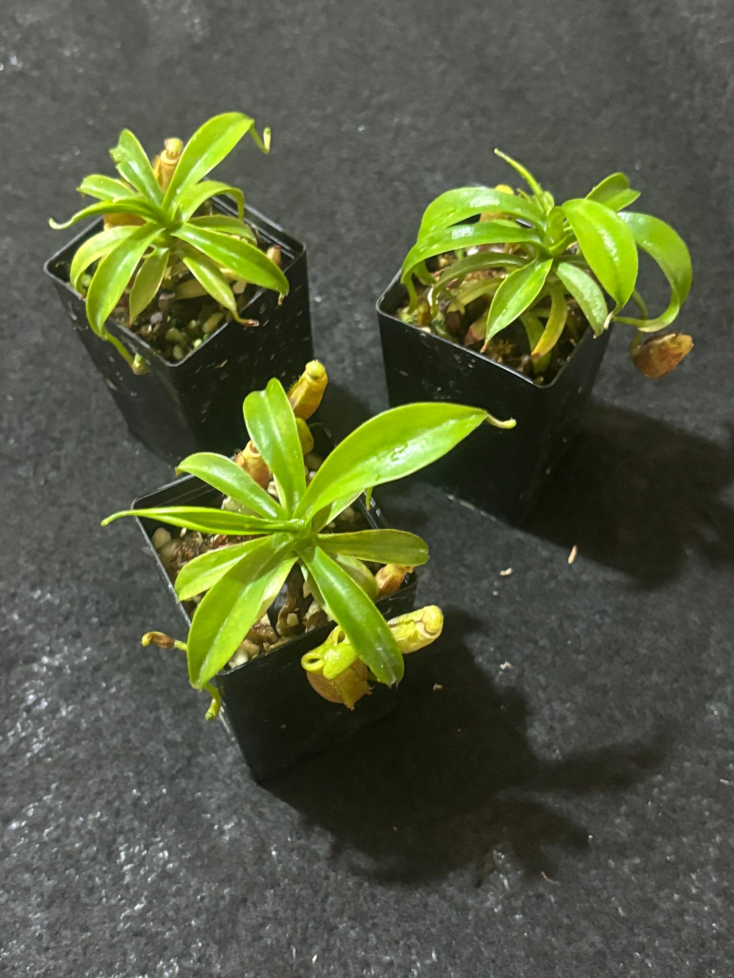 Nepenthes diatas