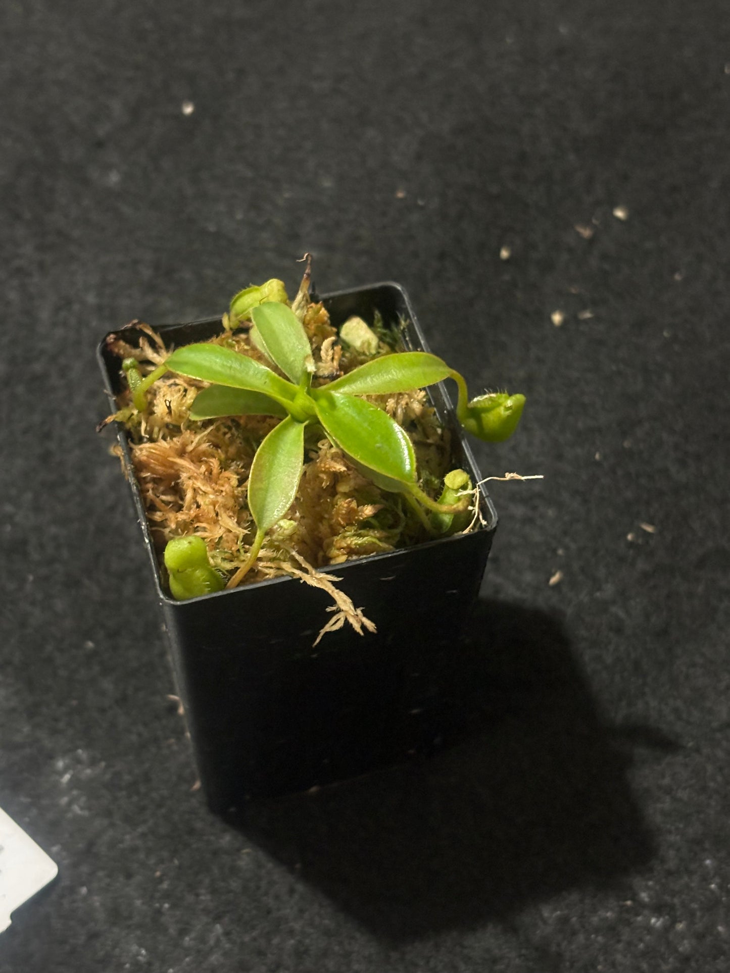 nepenthes ephippiata