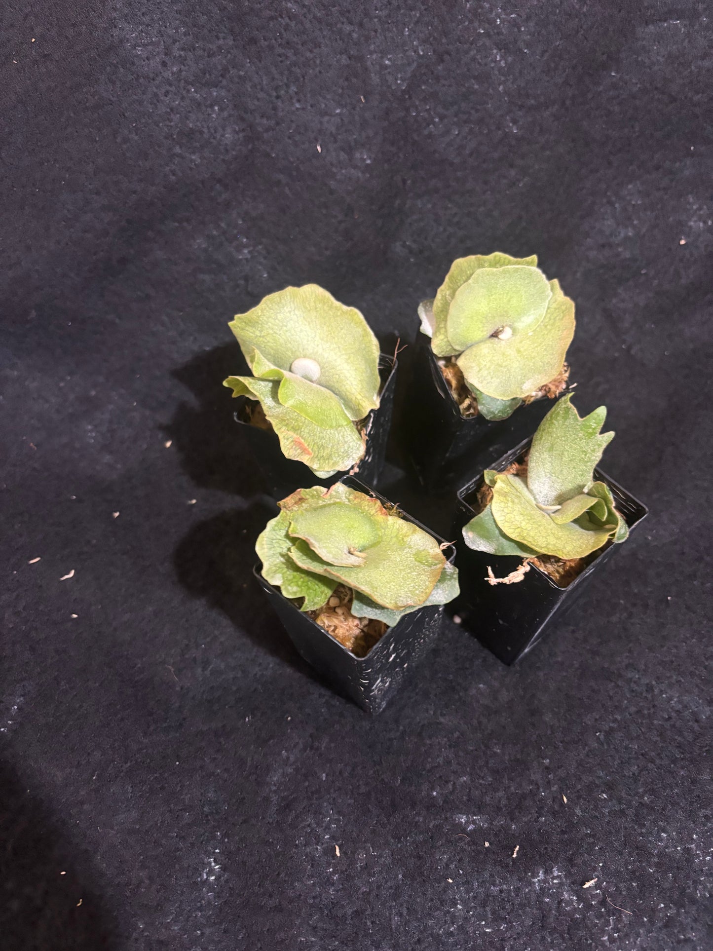 Platycerium willinckii ‘Bacteria’