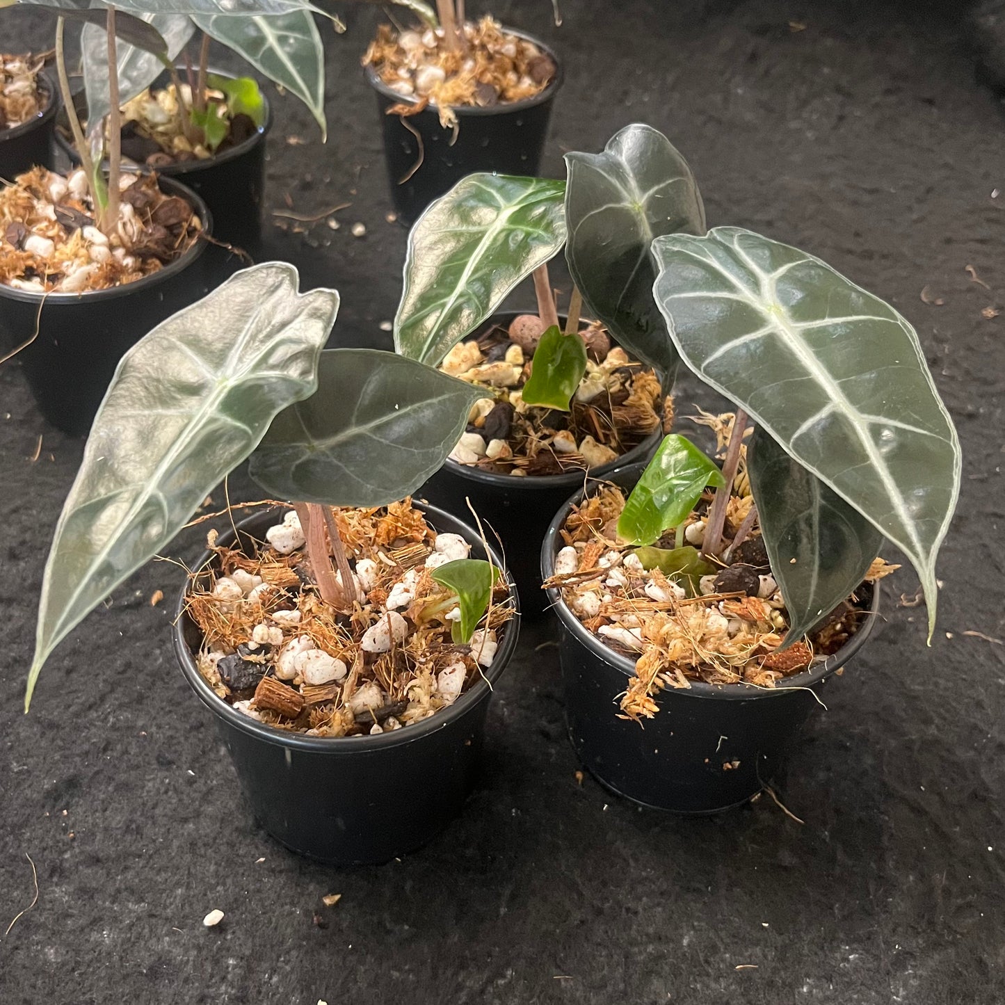 Alocasia x amazonica Dwarf