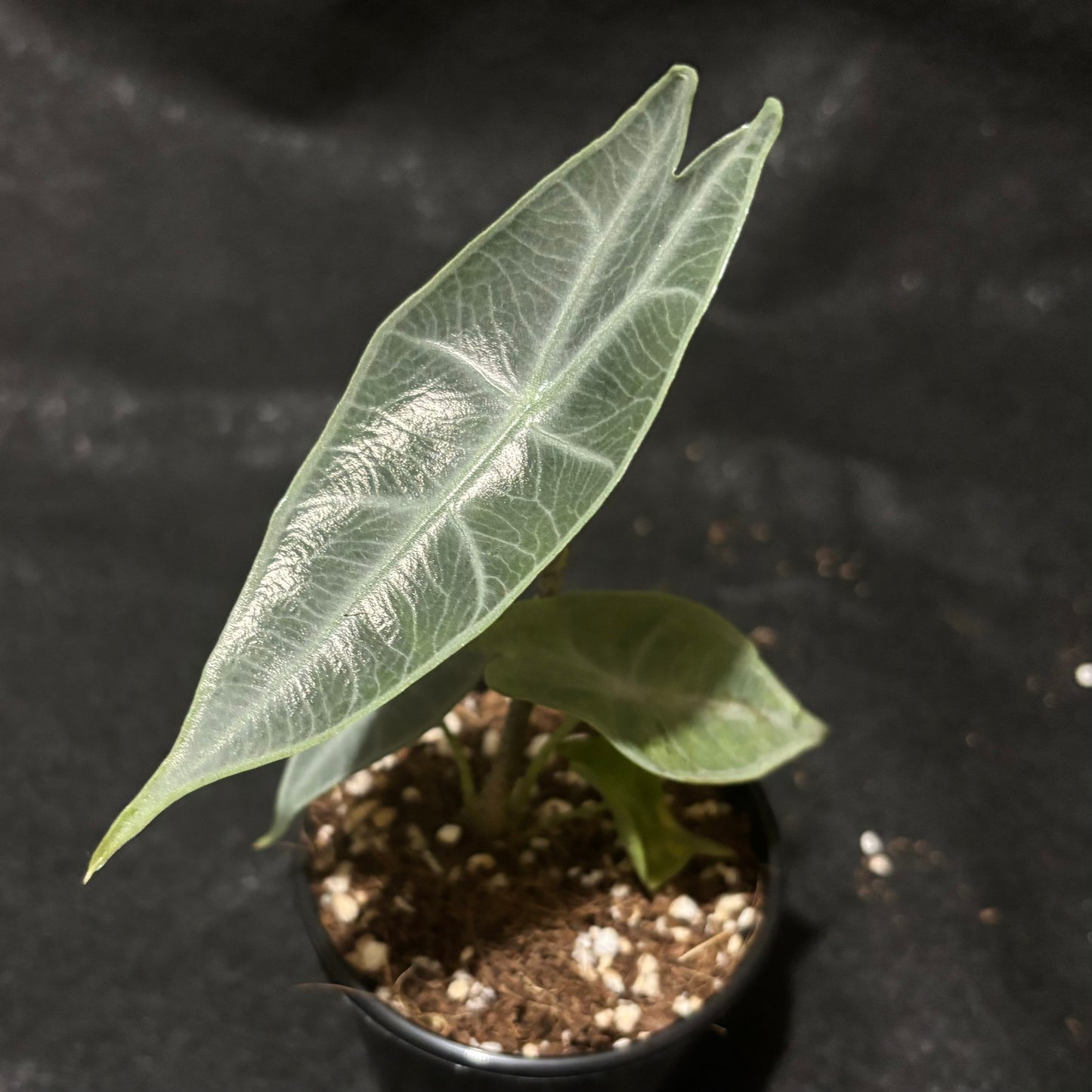 Alocasia Longiloba Silver