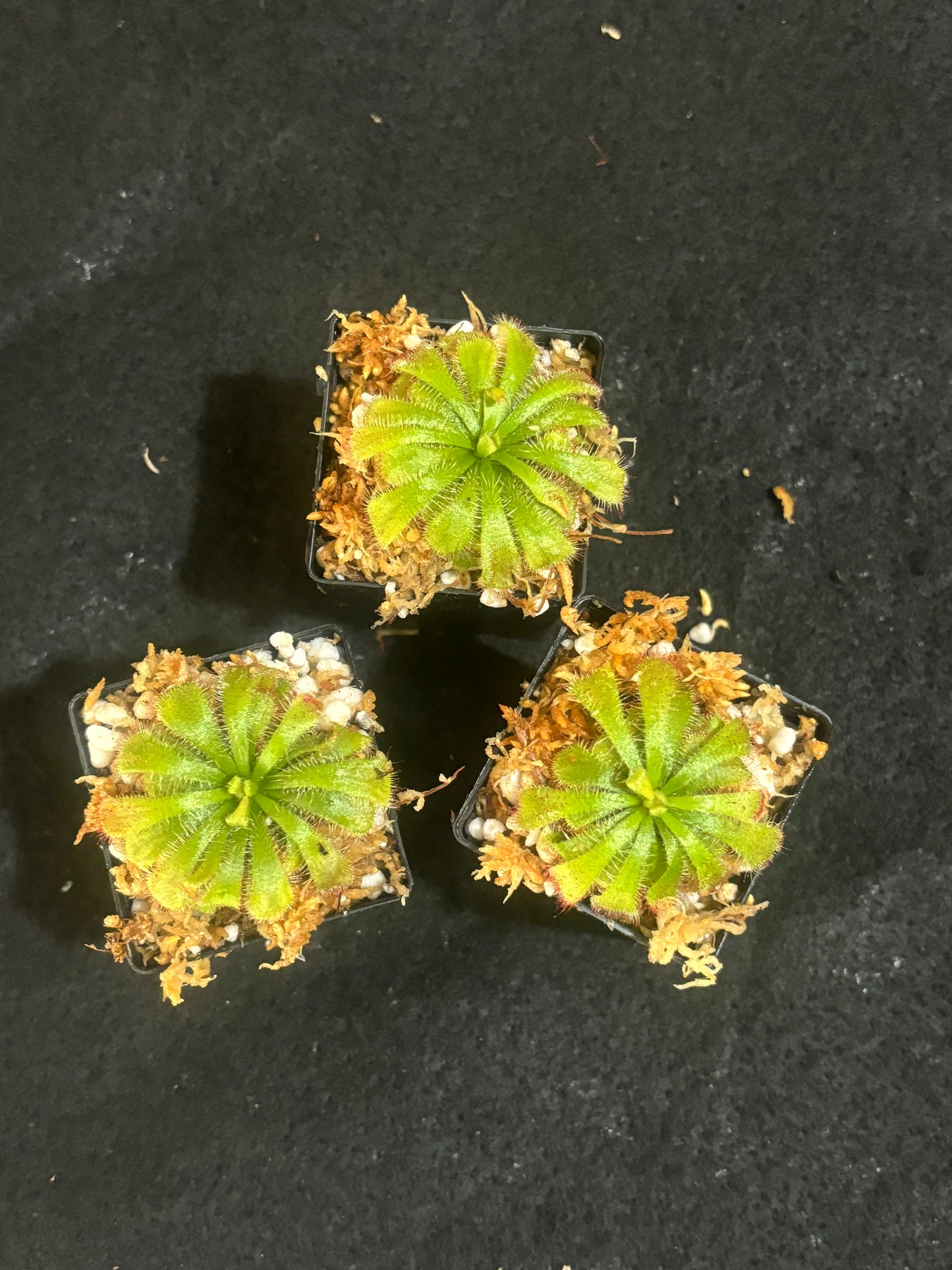 Drosera aliciae