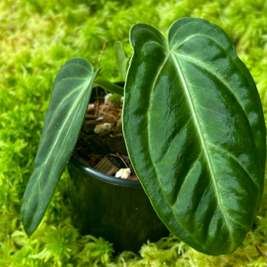 Anthurium villenaorum