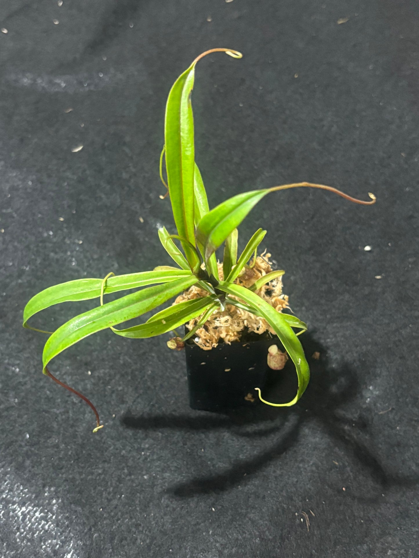 Nepenthes glabrata