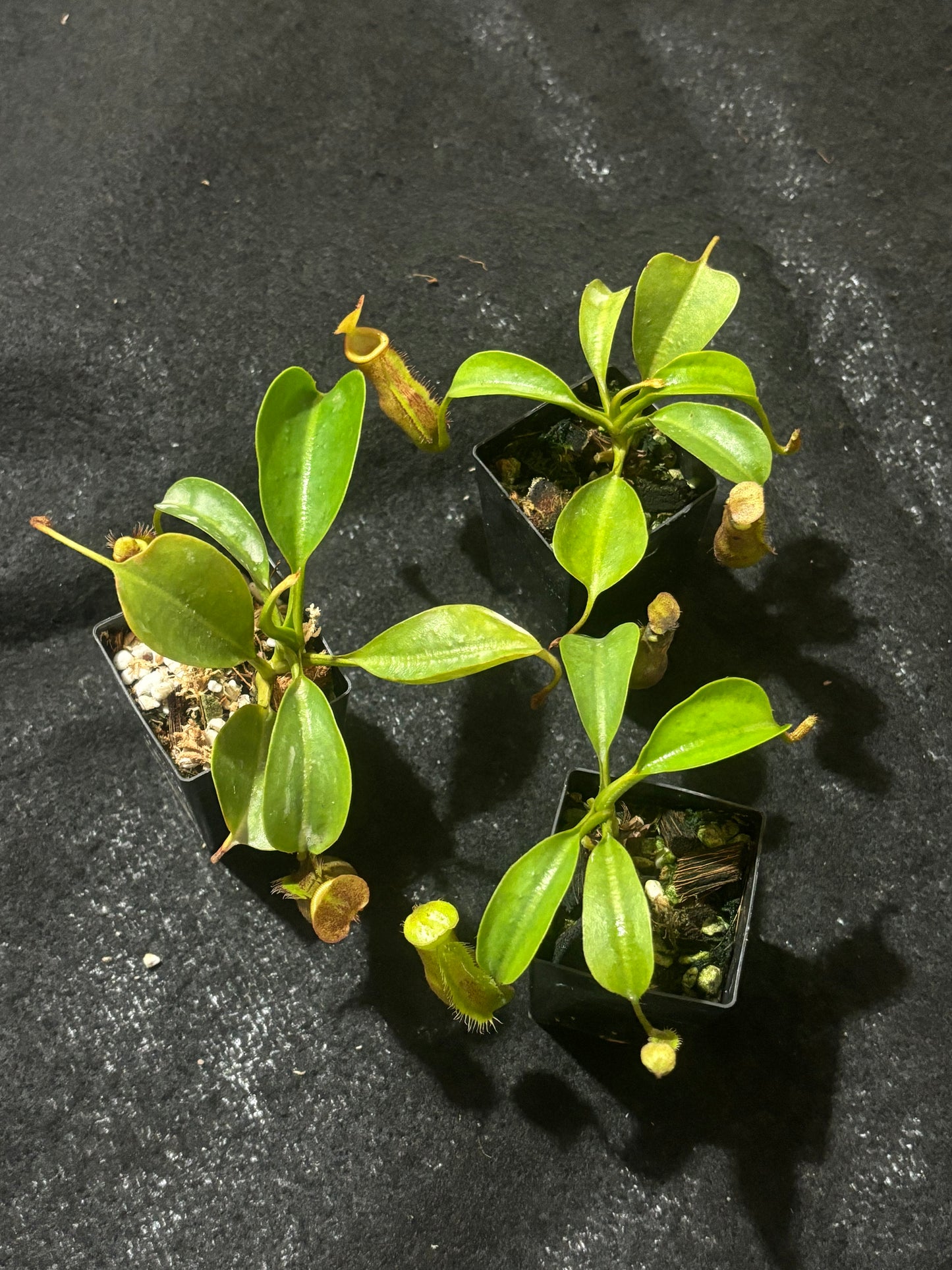 Nepenthes trusmadiensis x robcantleyi BE-4545