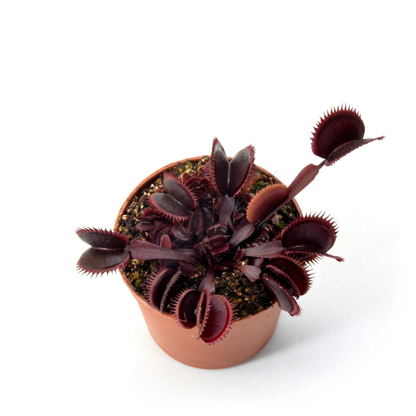 Dionaea muscipula "Amteborus"