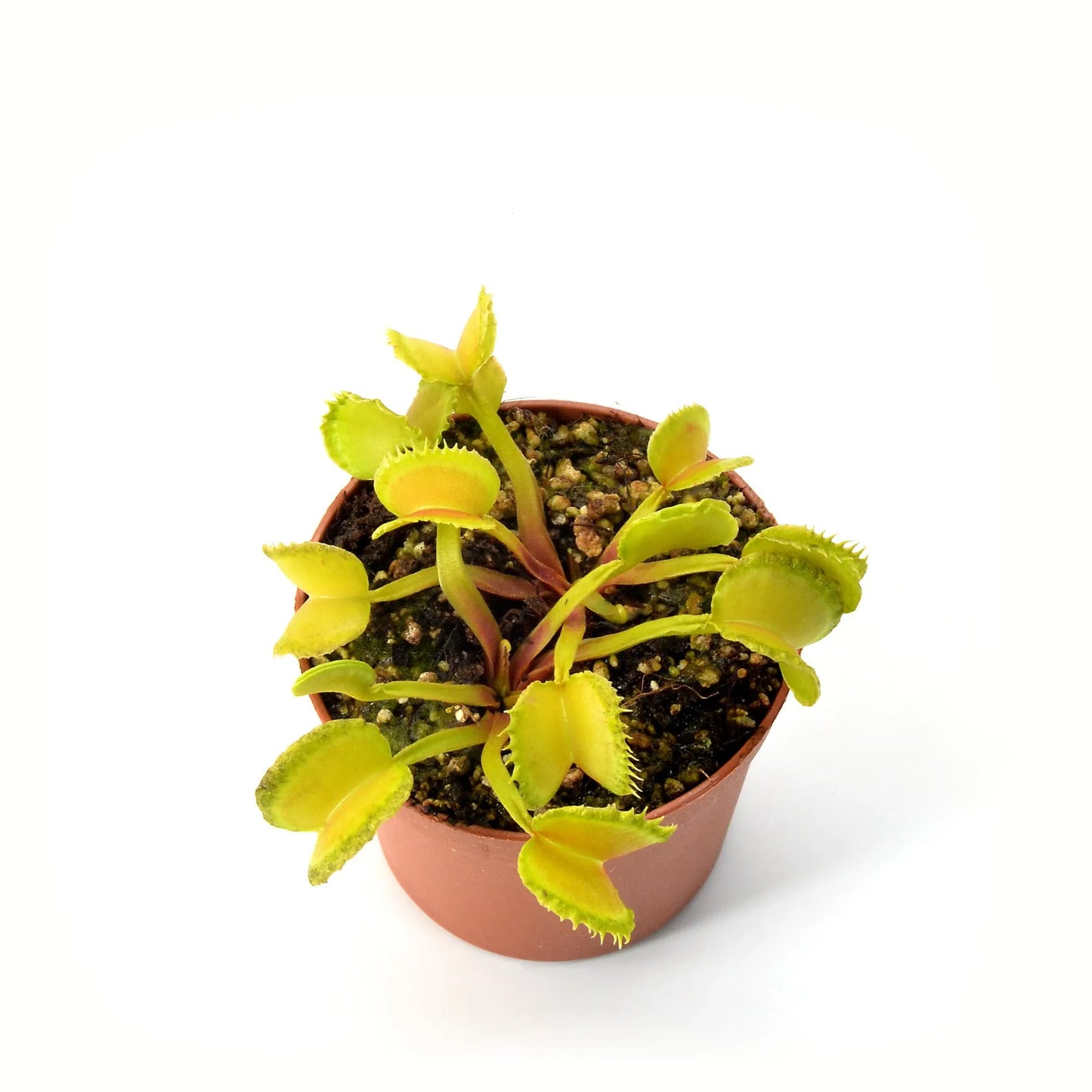 Dionaea muscipula “Bullseye”