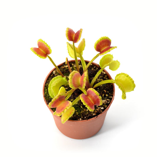 Dionaea muscipula “Candy Cane”