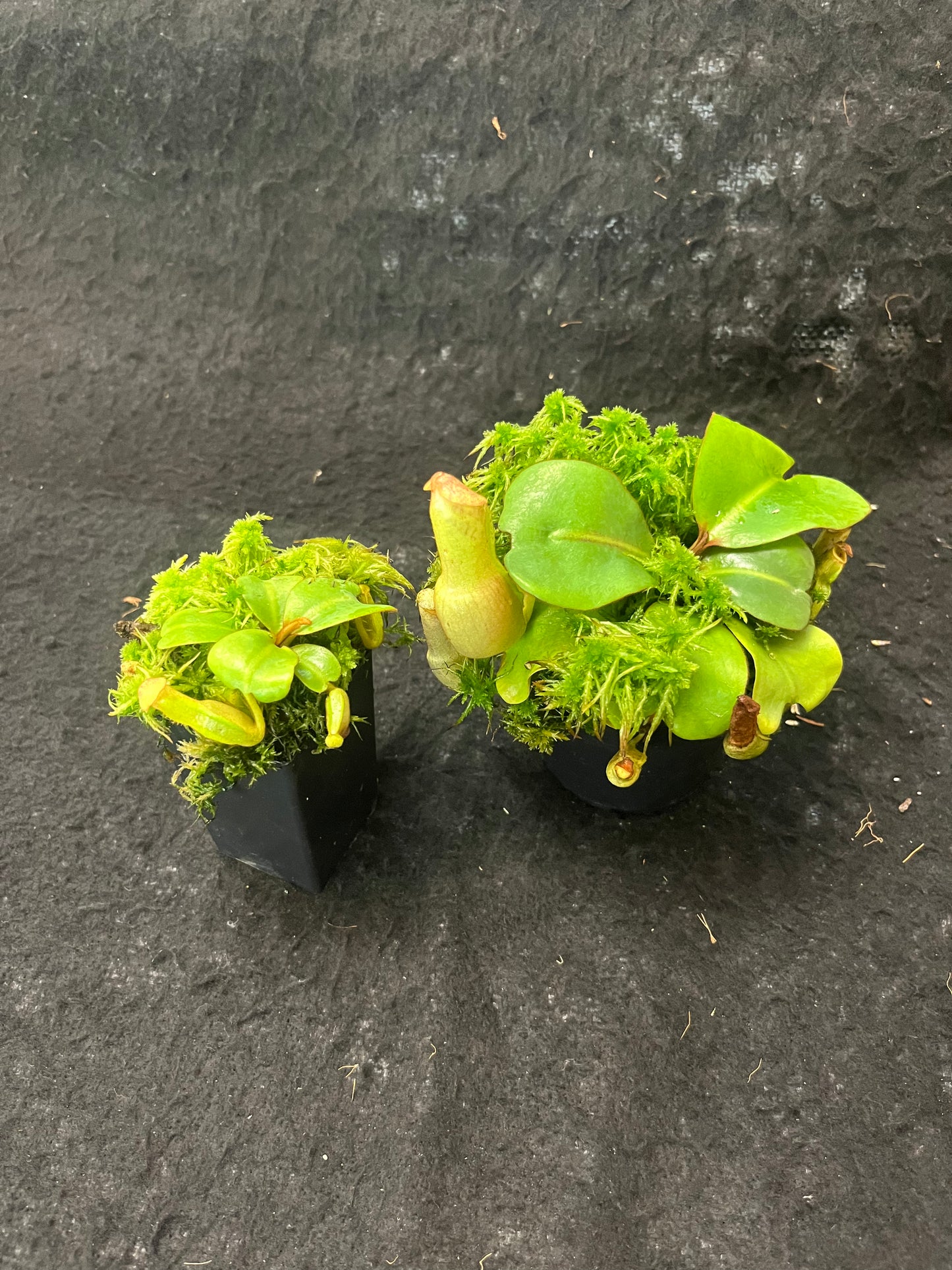 Nepenthes clipeata