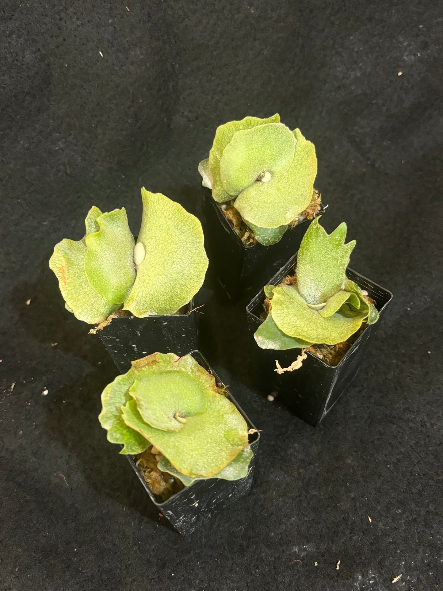 Platycerium willinckii ‘Bacteria’
