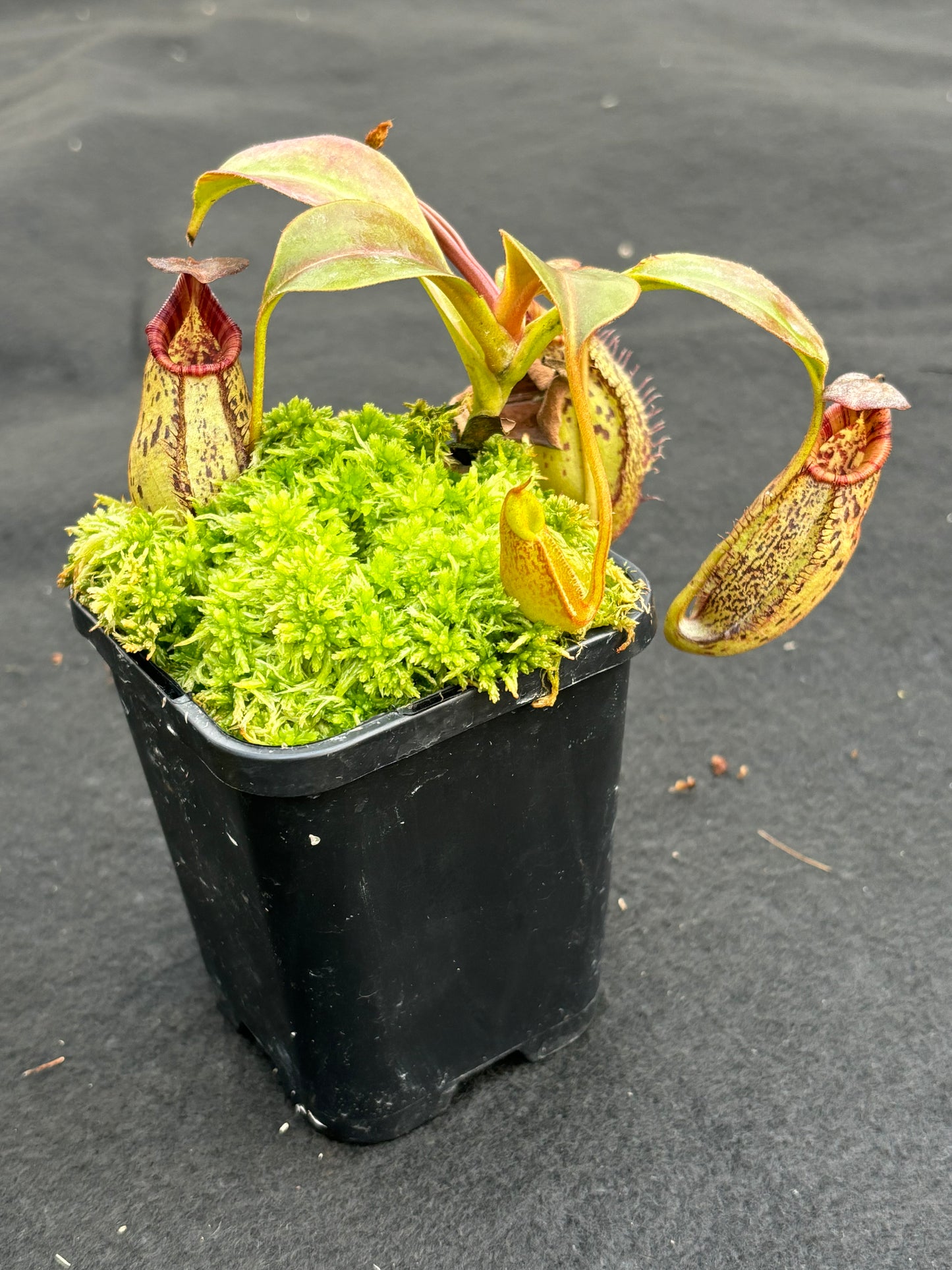 Nepenthes robcantleyi x (aristolochioides x spectabilis) BE-3966