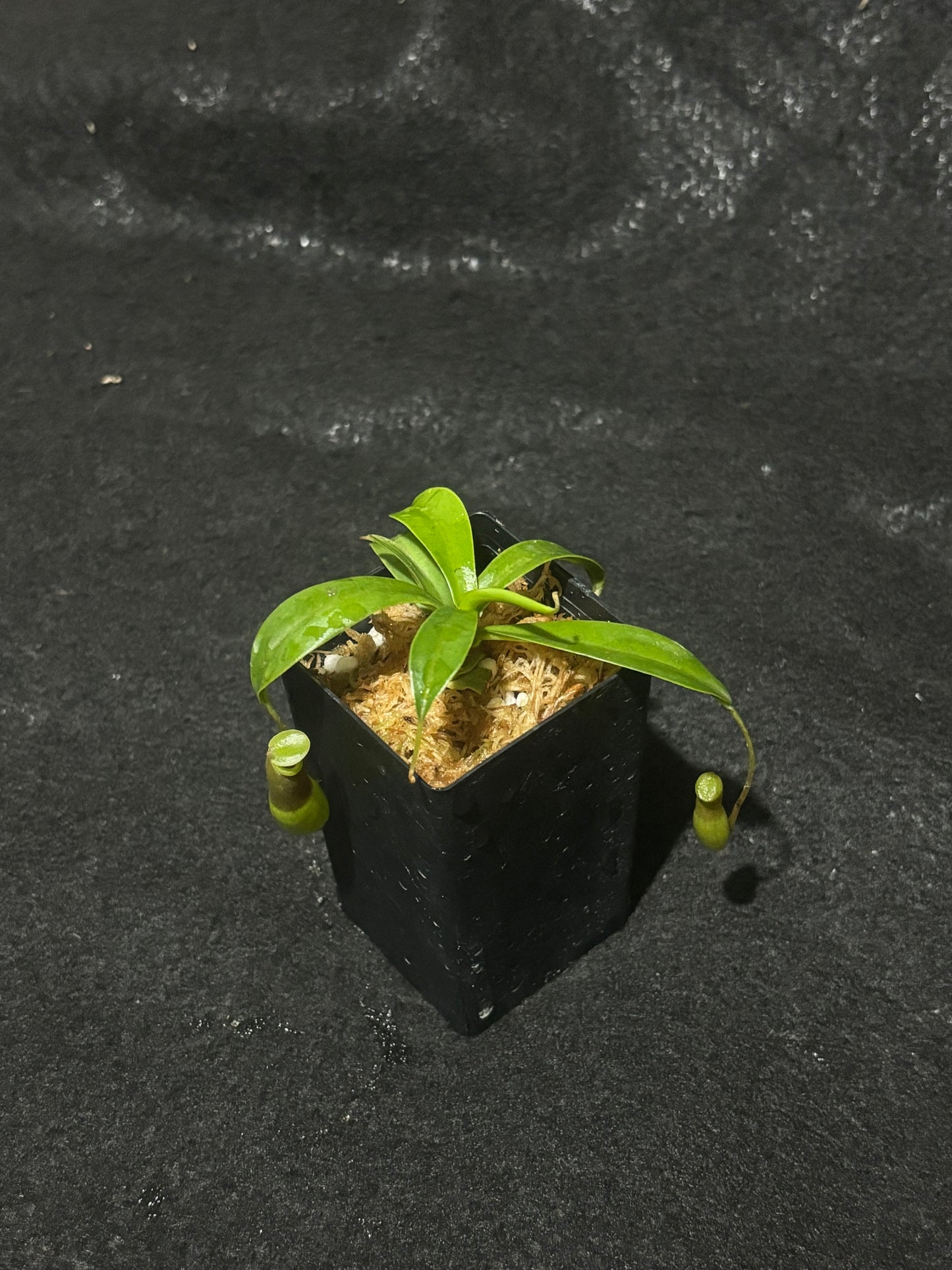 Nepenthes ventricosa Porcelain