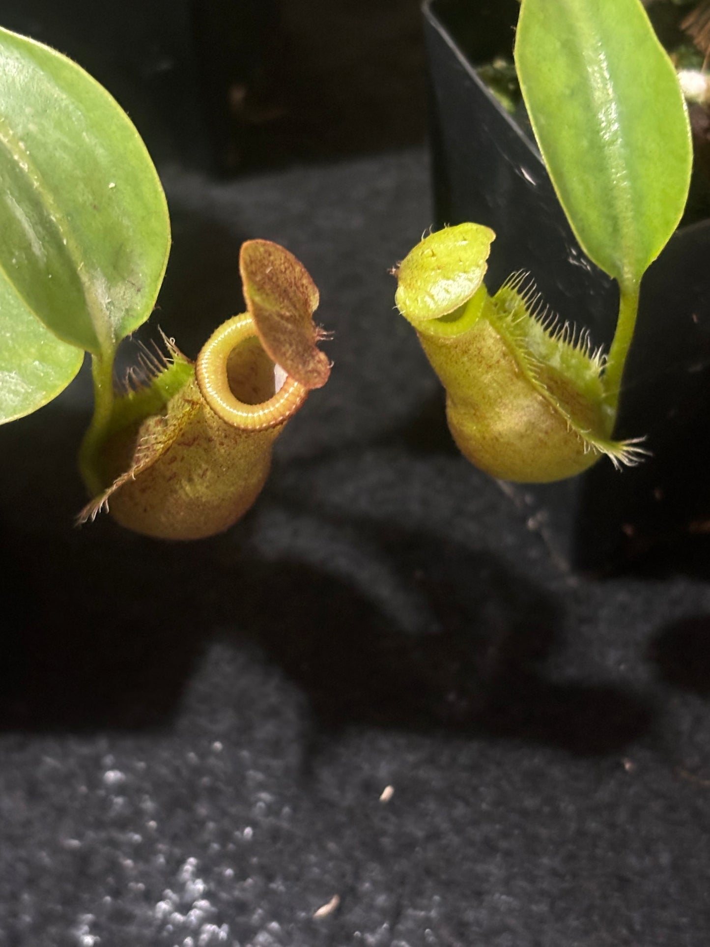Nepenthes trusmadiensis x robcantleyi BE-4545
