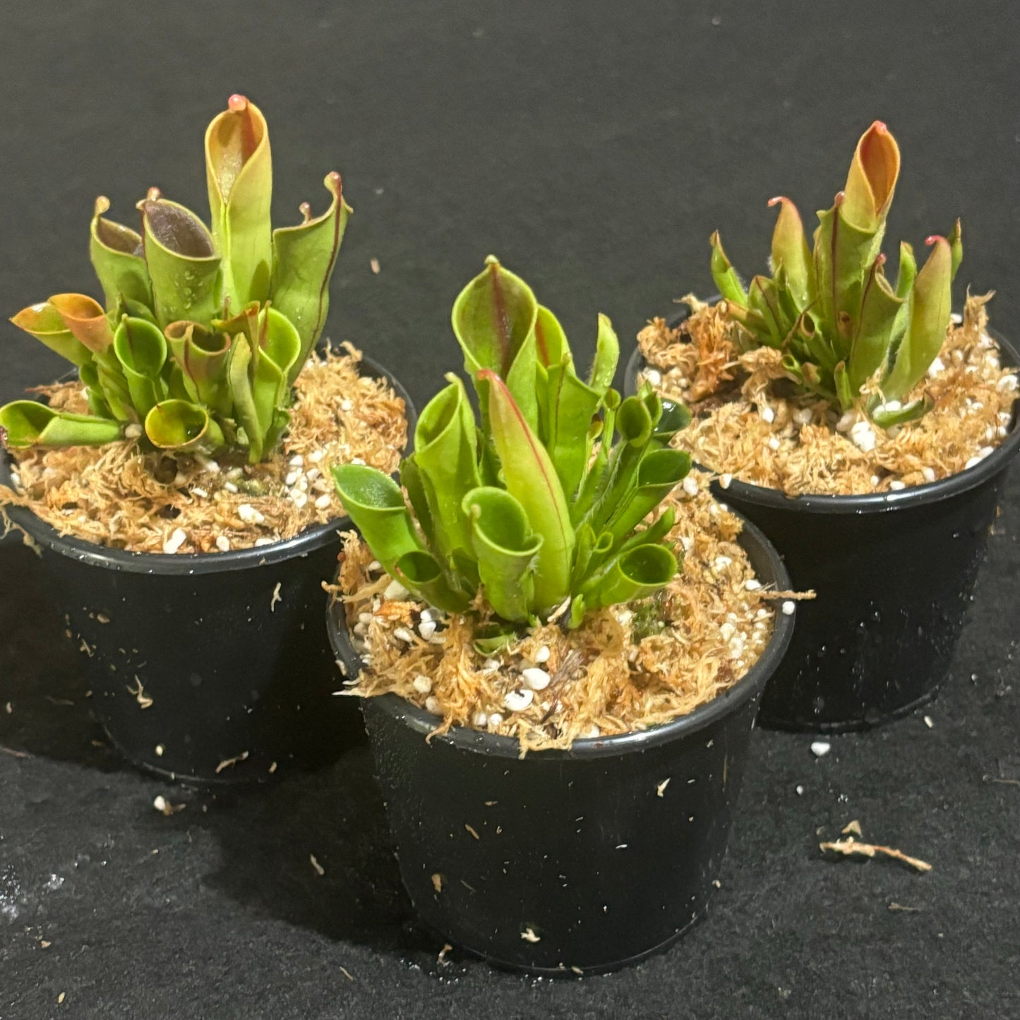Heliamphora minor