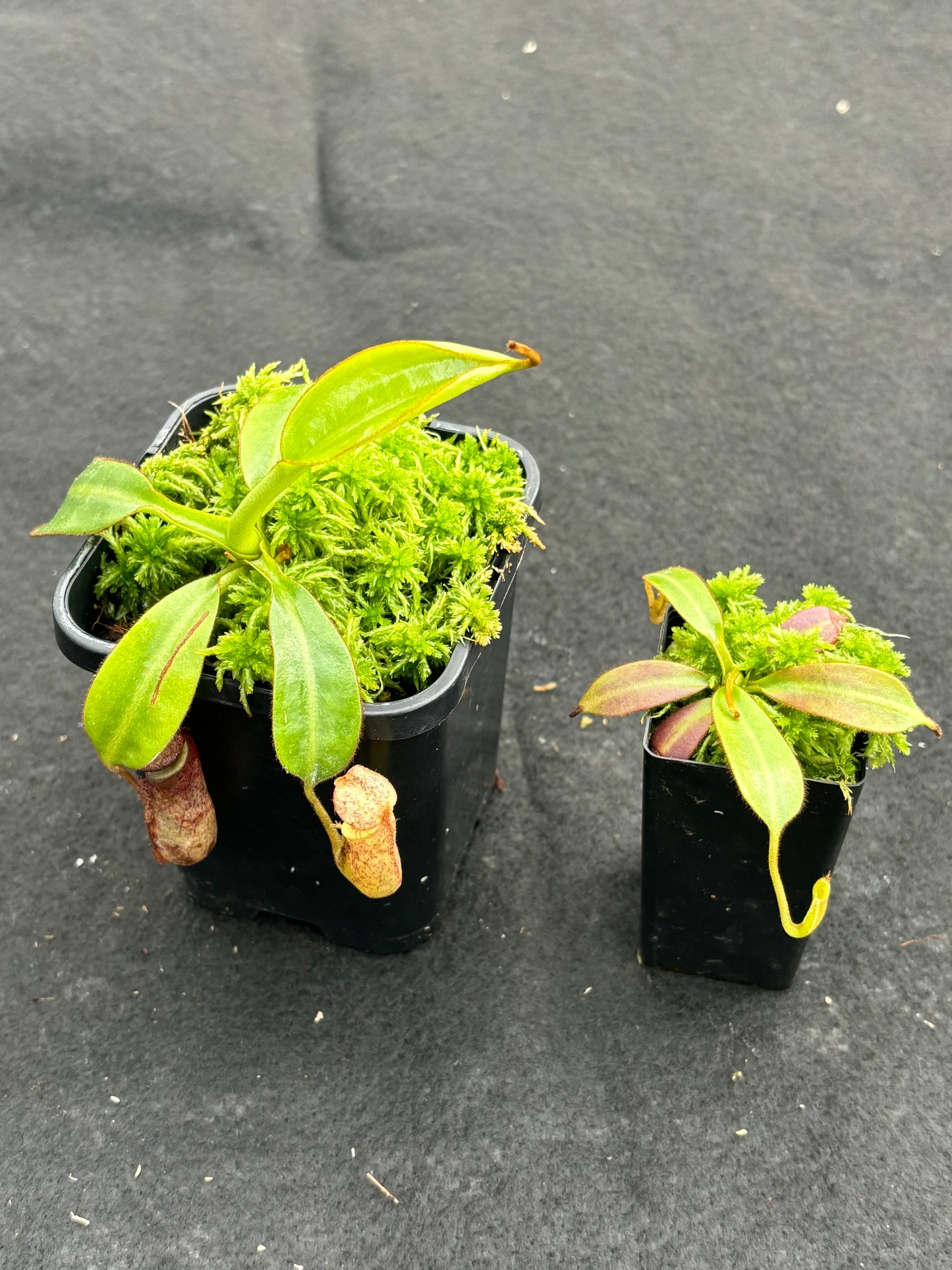 Nepenthes burbidgeae Pig Hill BE-3873