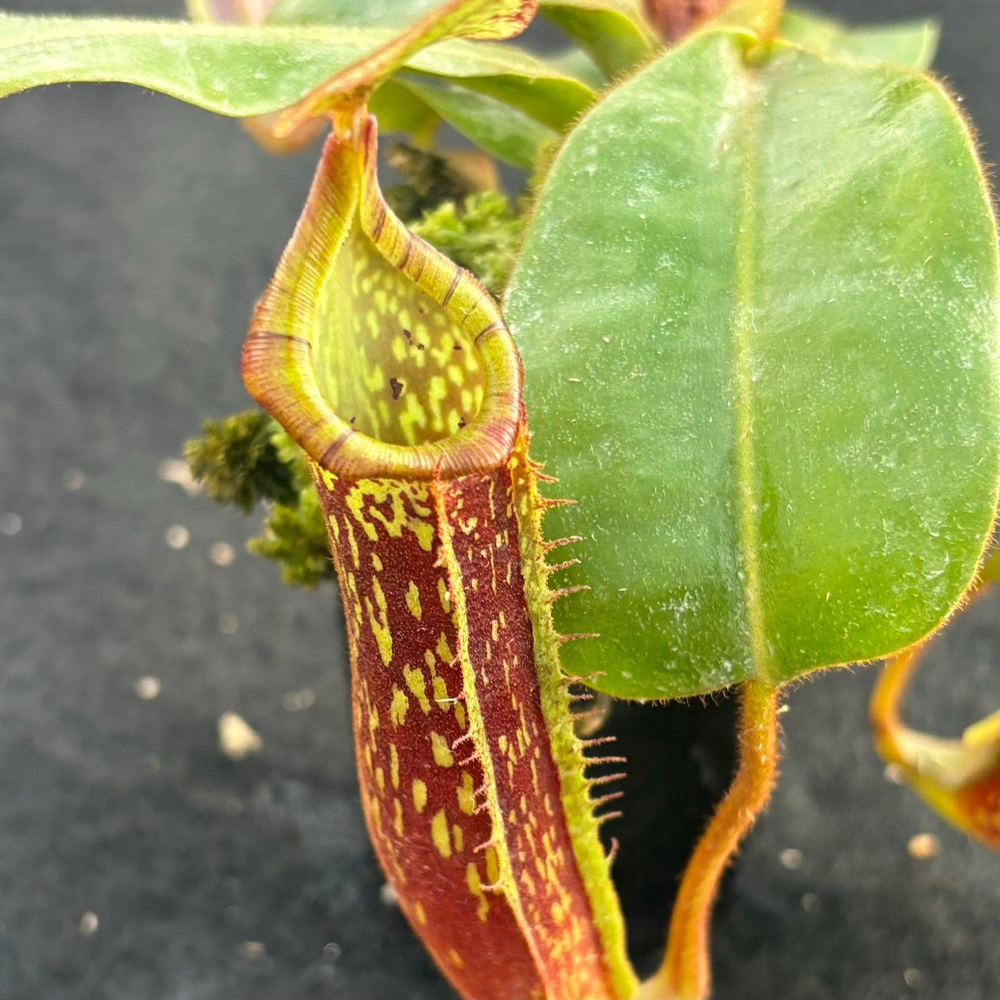 Nepenthes veitchii x platychila