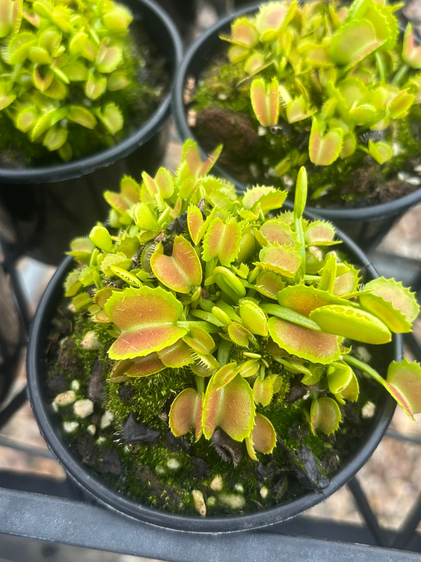 Dionaea muscipula “Candy Cane”
