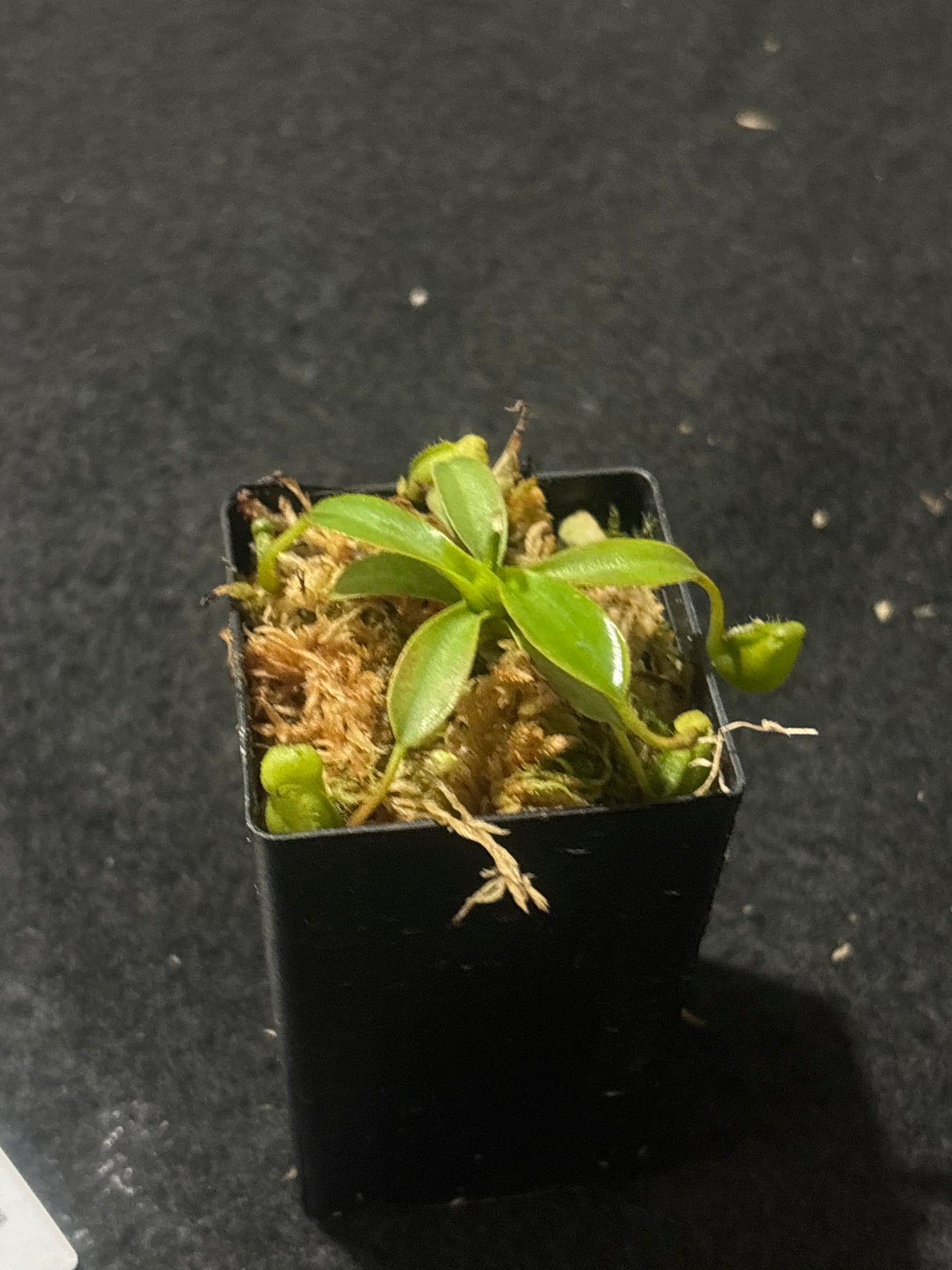 nepenthes ephippiata