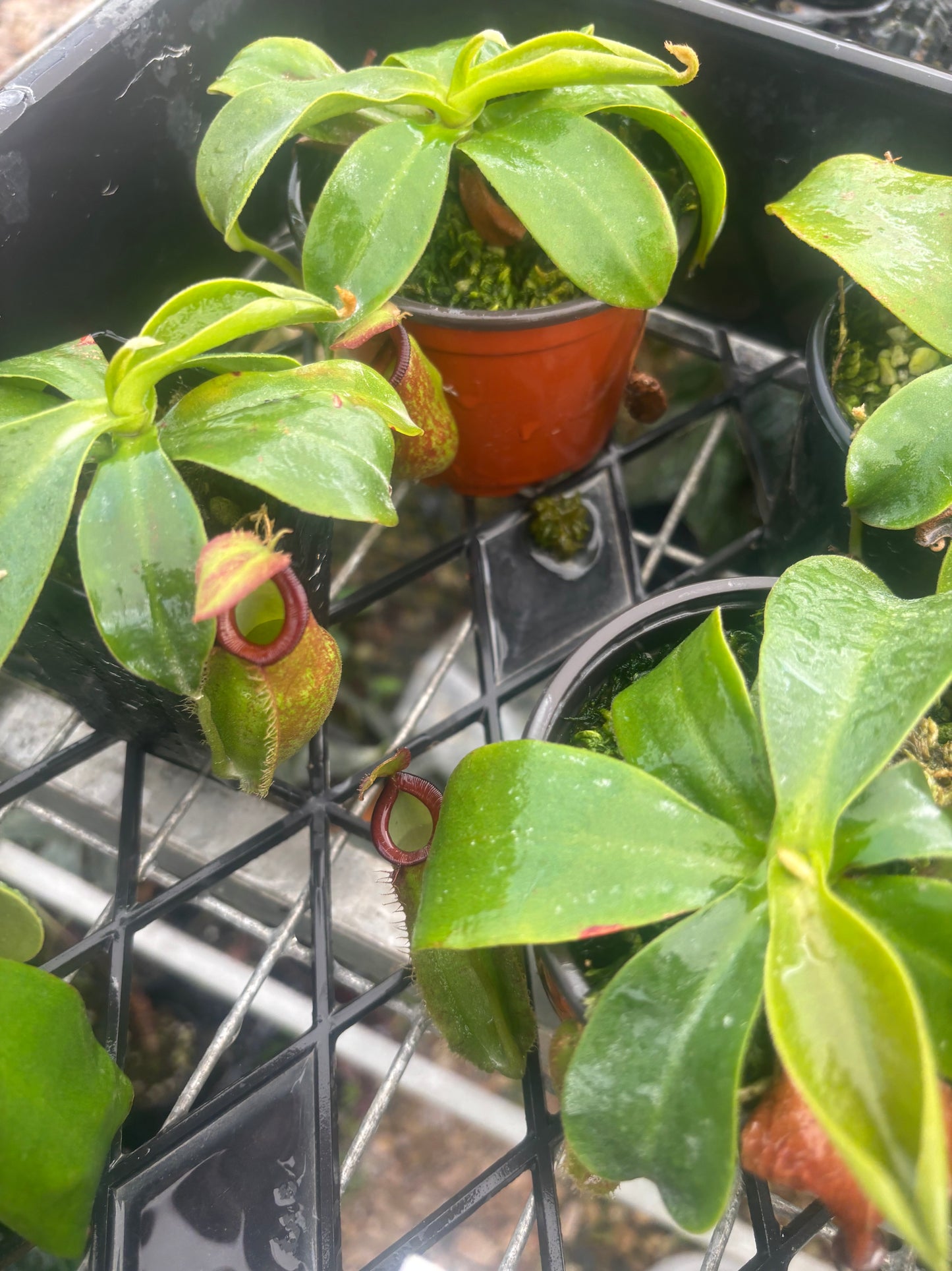 Nepenthes spathulata x ampullaria BE-4073