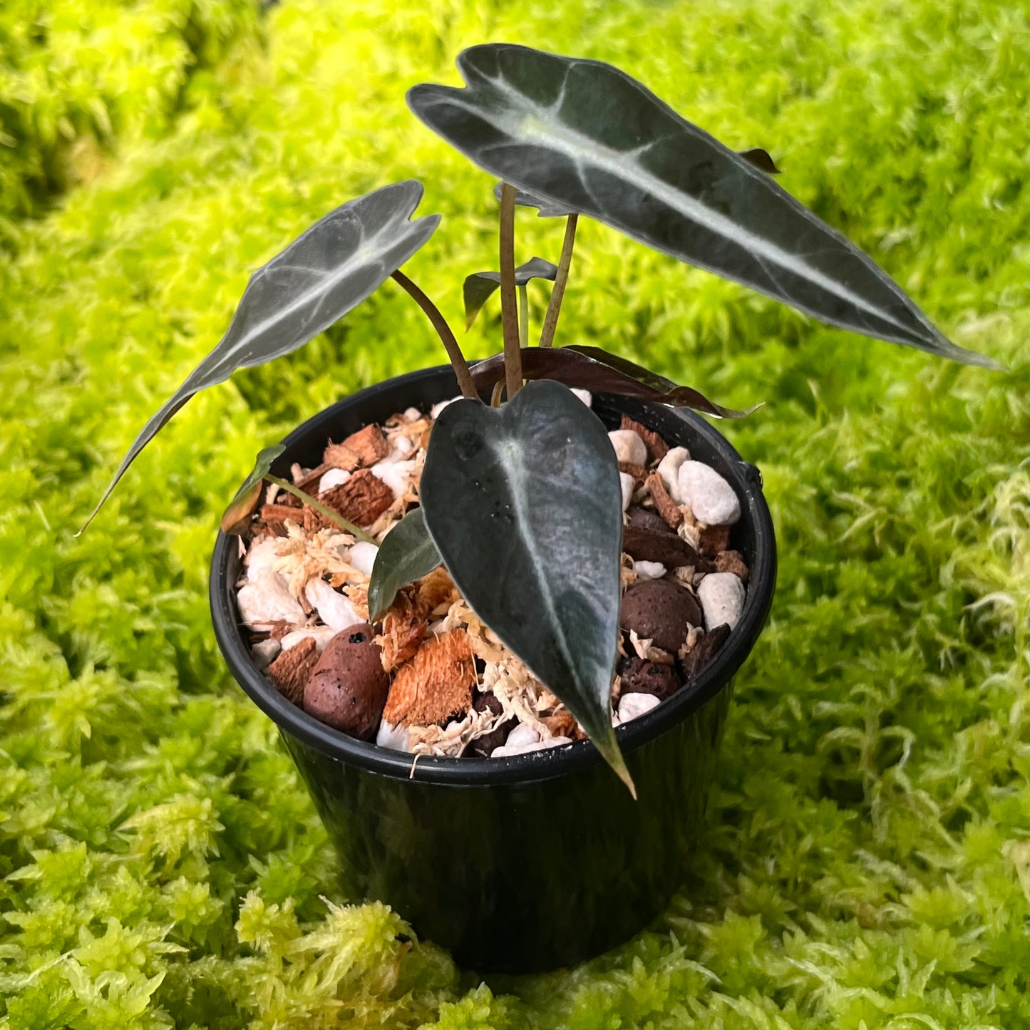 Alocasia x amazonica Bambino