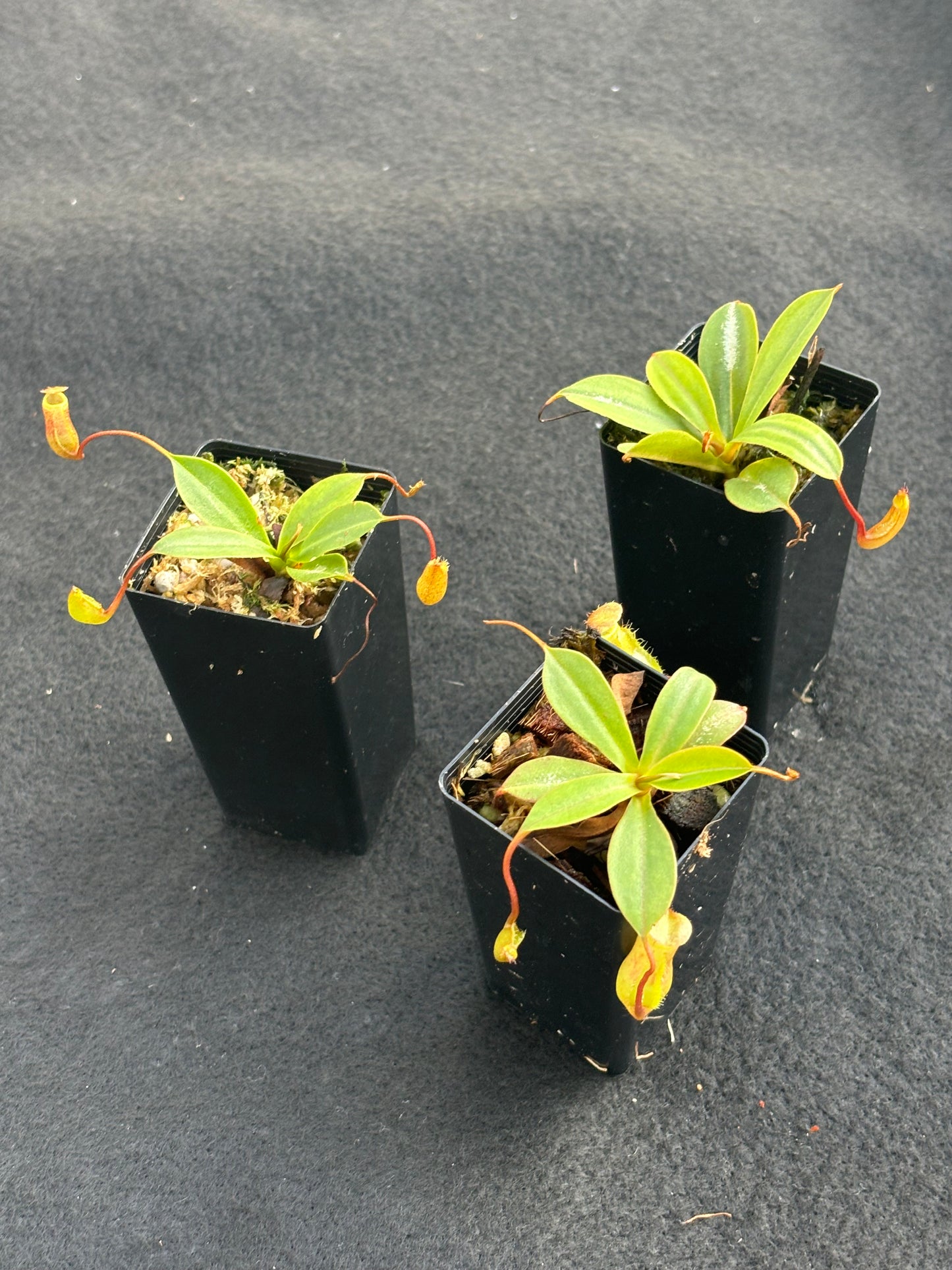 Nepenthes ventricosa x attenboroughii BE-4522