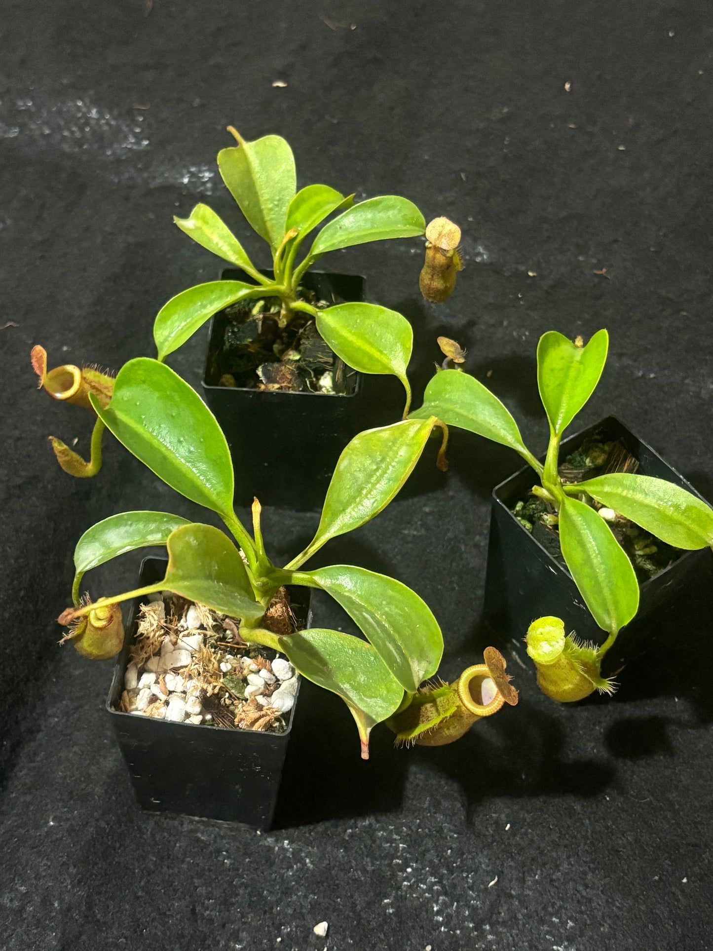 Nepenthes trusmadiensis x robcantleyi BE-4545