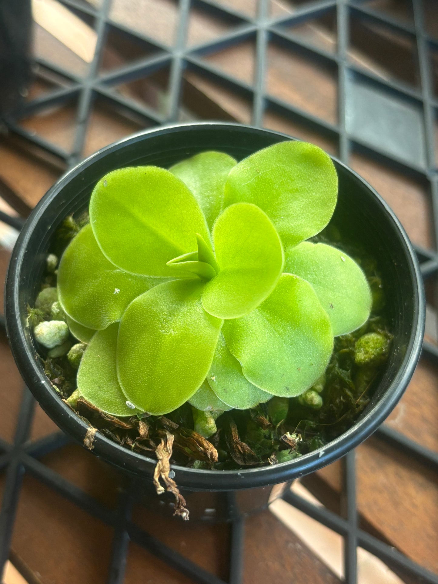 Pinguicula Tina