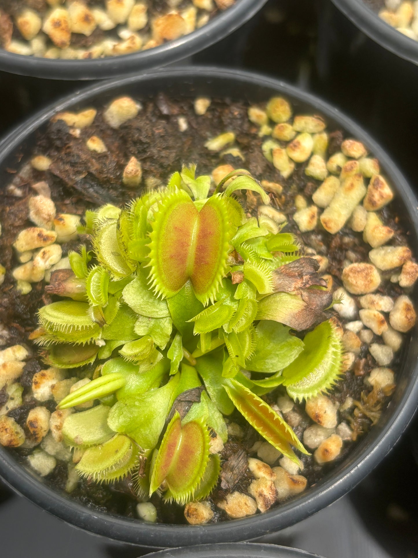 Dionaea muscipula “Variegata Gialla”