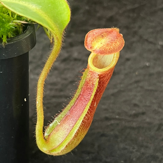 Nepenthes (veitchii x boschiana) x hamata SG